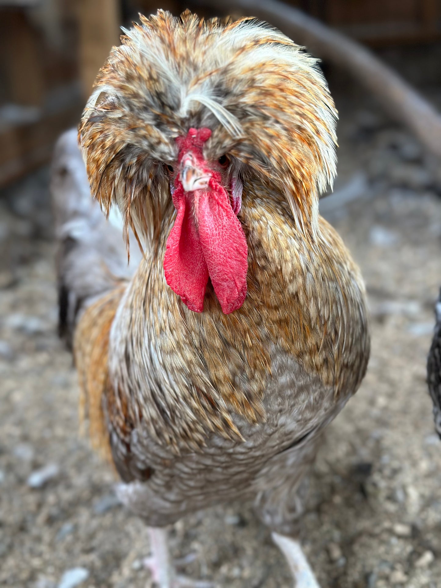 Cuckoo Polish and Mottled Polish Chicks - straight run (8 chicks)