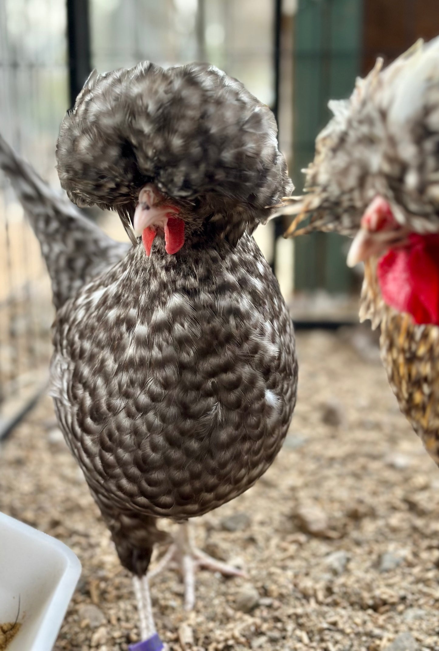 Cuckoo Polish and Mottled Polish Chicks - straight run (8 chicks)