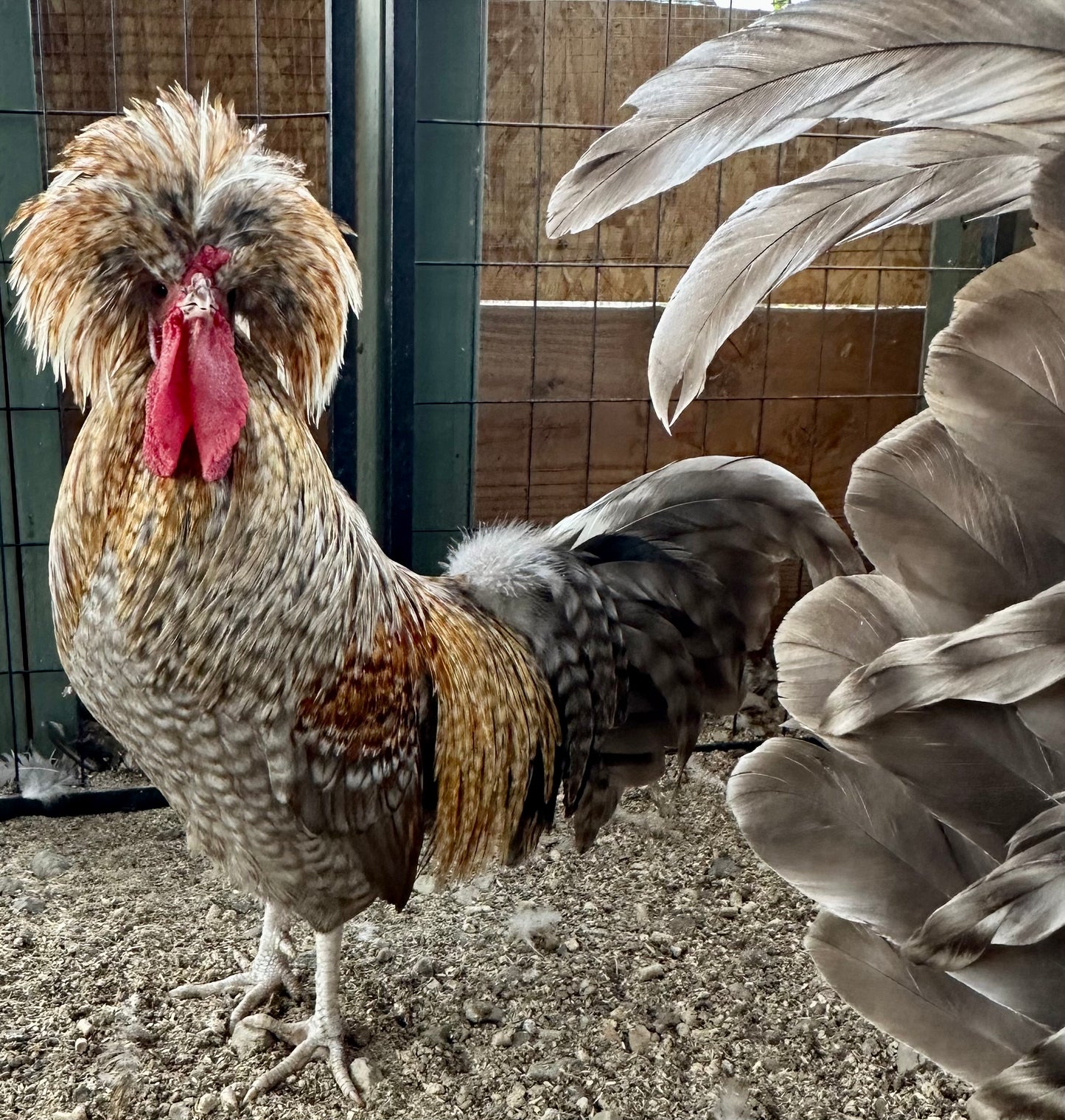 Cuckoo Polish and Mottled Polish Chicks - straight run (8 chicks)