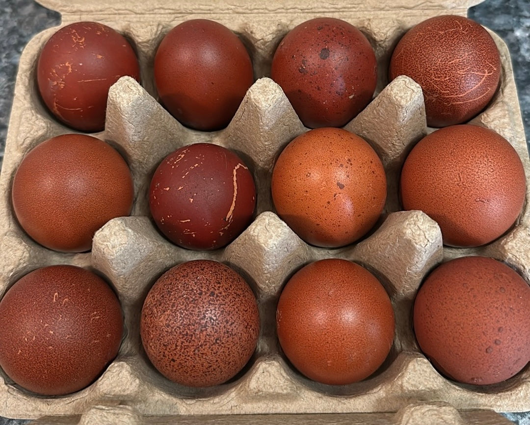 Black and Blue Copper Marans Hatching Eggs (Only 1 Dozen is permitted per Order!)
