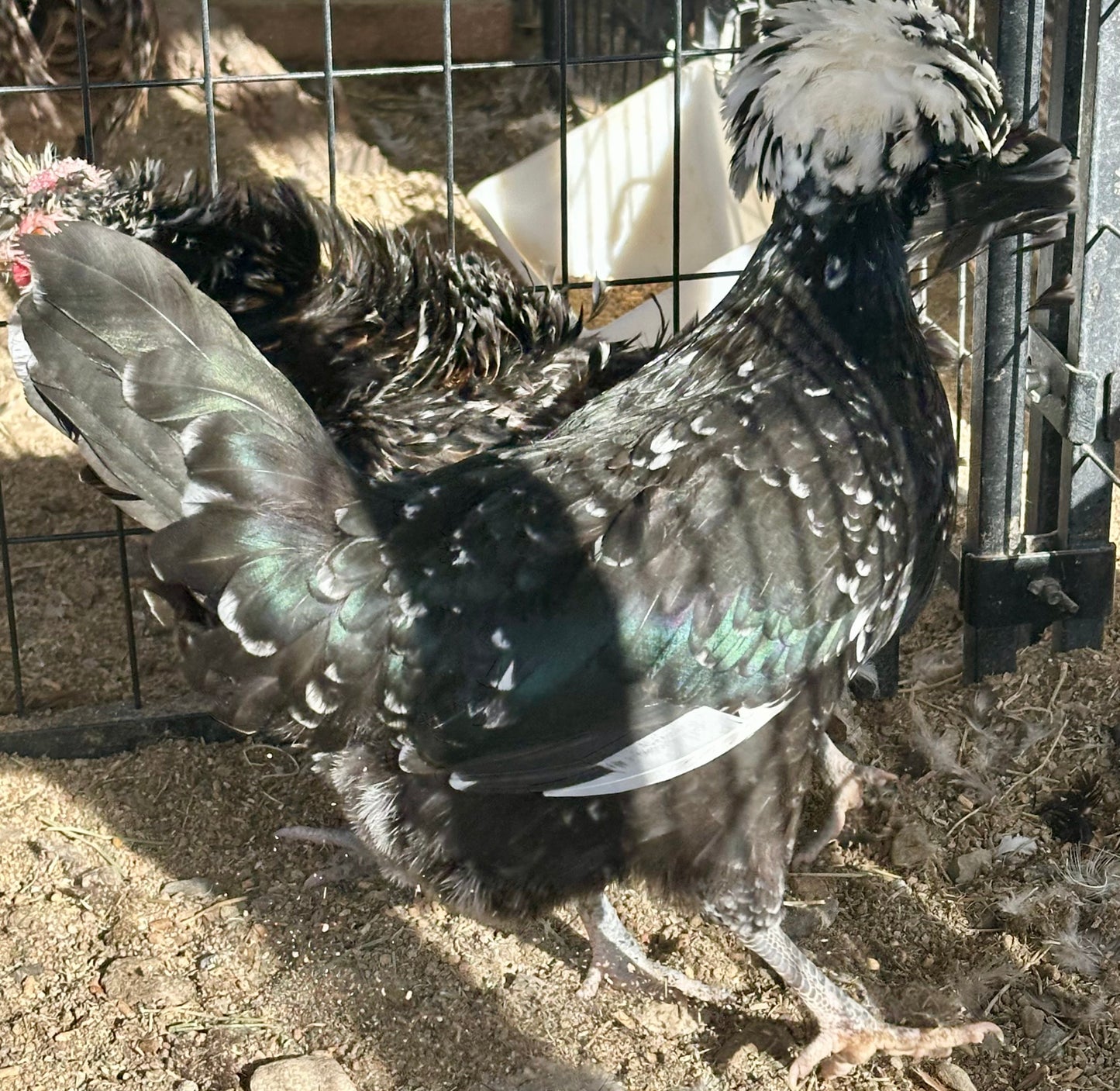 Cuckoo Polish and Mottled Polish Chicks - straight run (8 chicks)