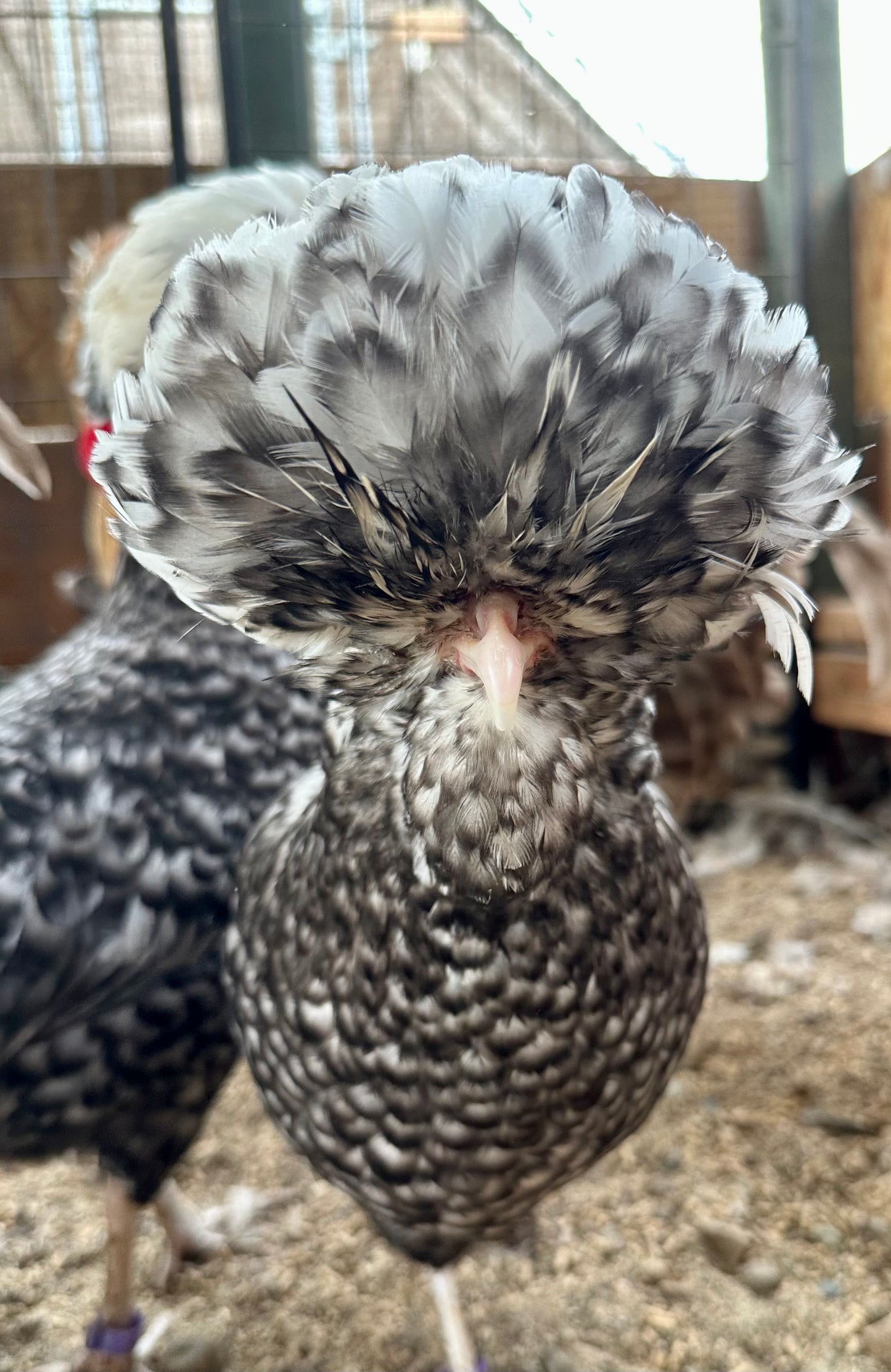 Cuckoo Polish and Mottled Polish Chicks - straight run (8 chicks)