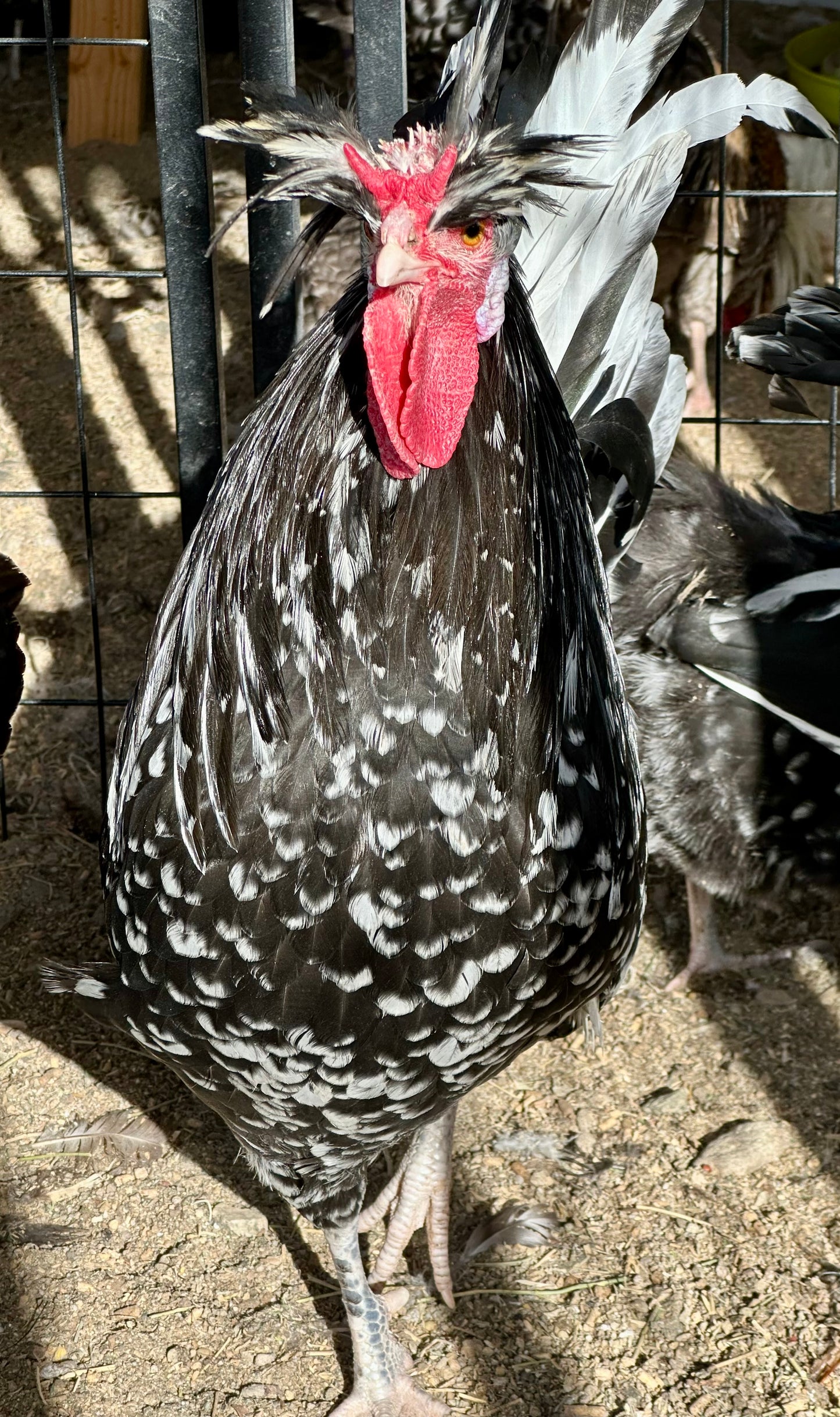 Cuckoo Polish and Mottled Polish Chicks - straight run (8 chicks)