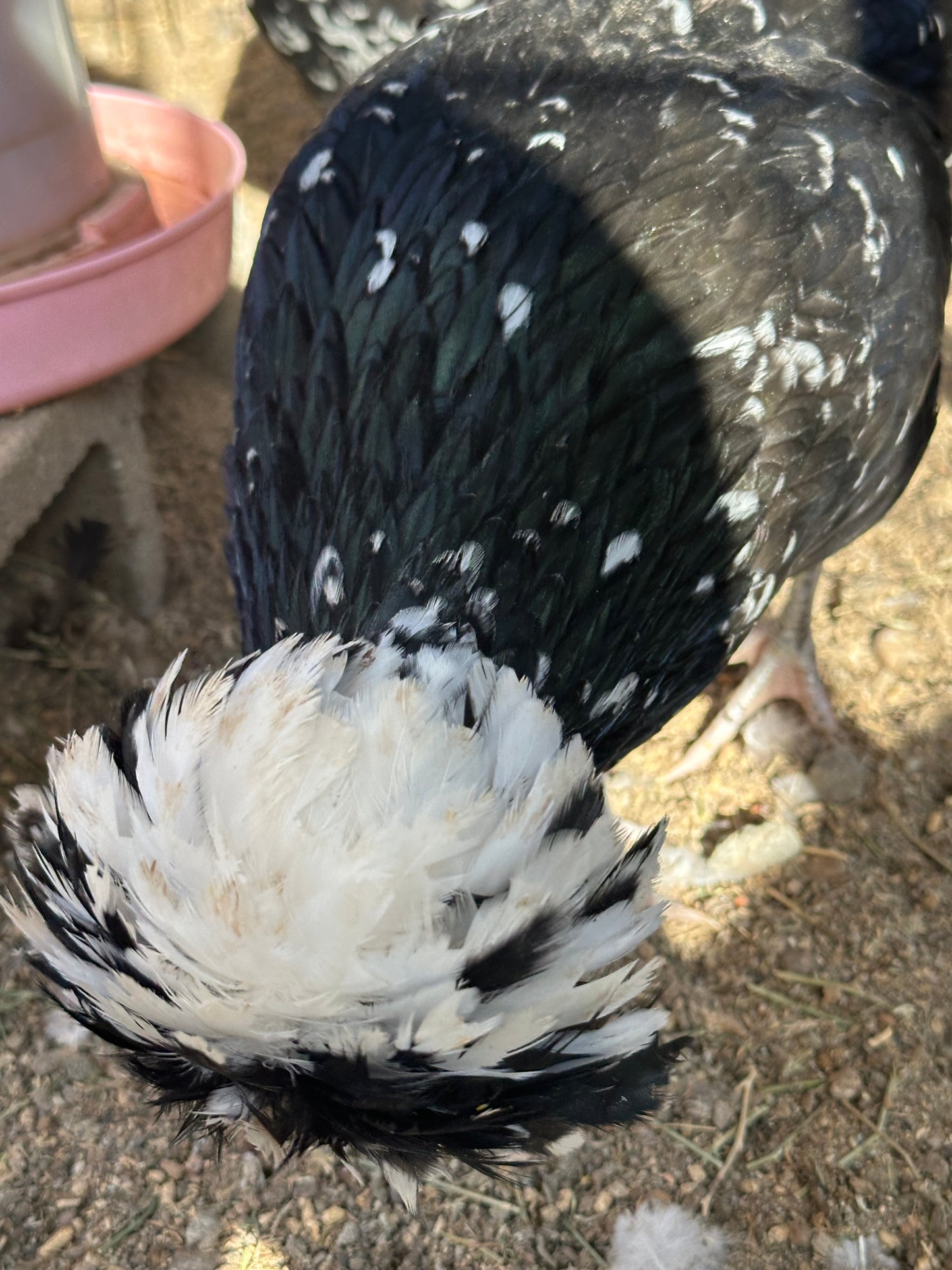Cuckoo Polish and Mottled Polish Chicks - straight run (8 chicks)