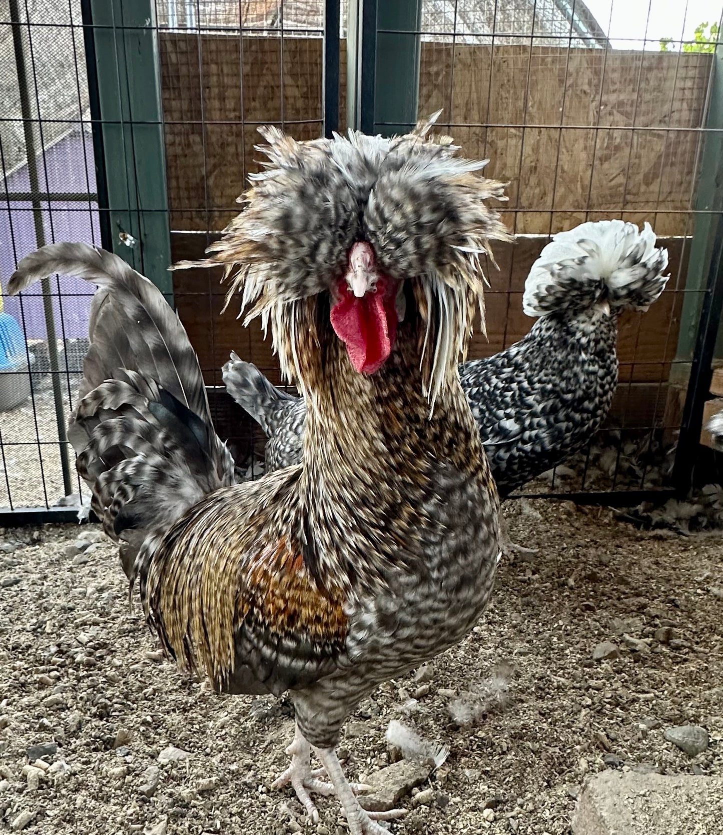 Cuckoo Polish and Mottled Polish Chicks - straight run (8 chicks)