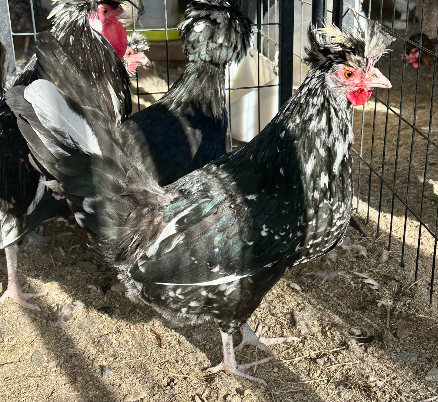 Cuckoo Polish and Mottled Polish Chicks - straight run (8 chicks)