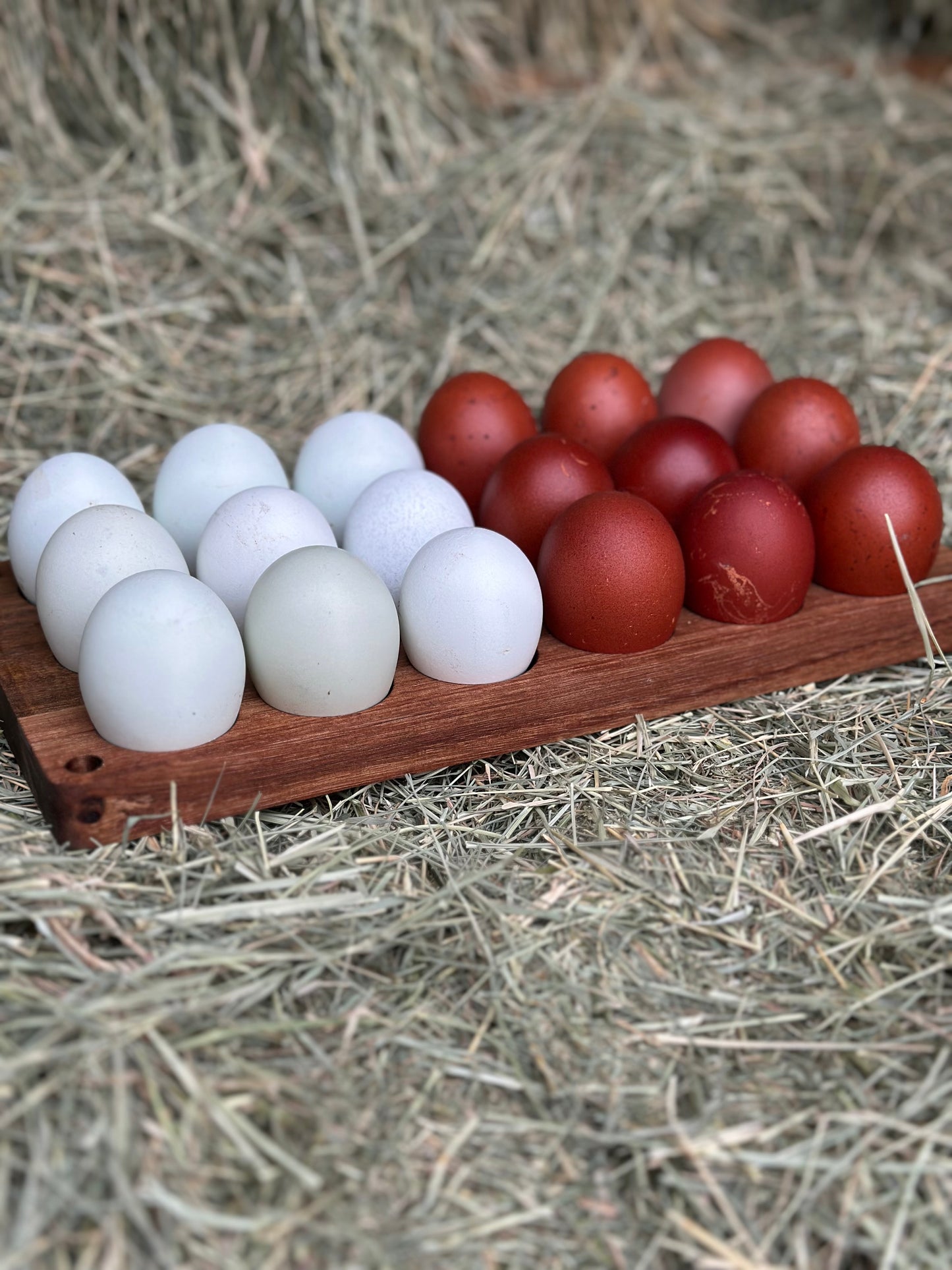 Black and Blue Copper Marans Hatching Eggs (Only 1 Dozen is permitted per Order!)