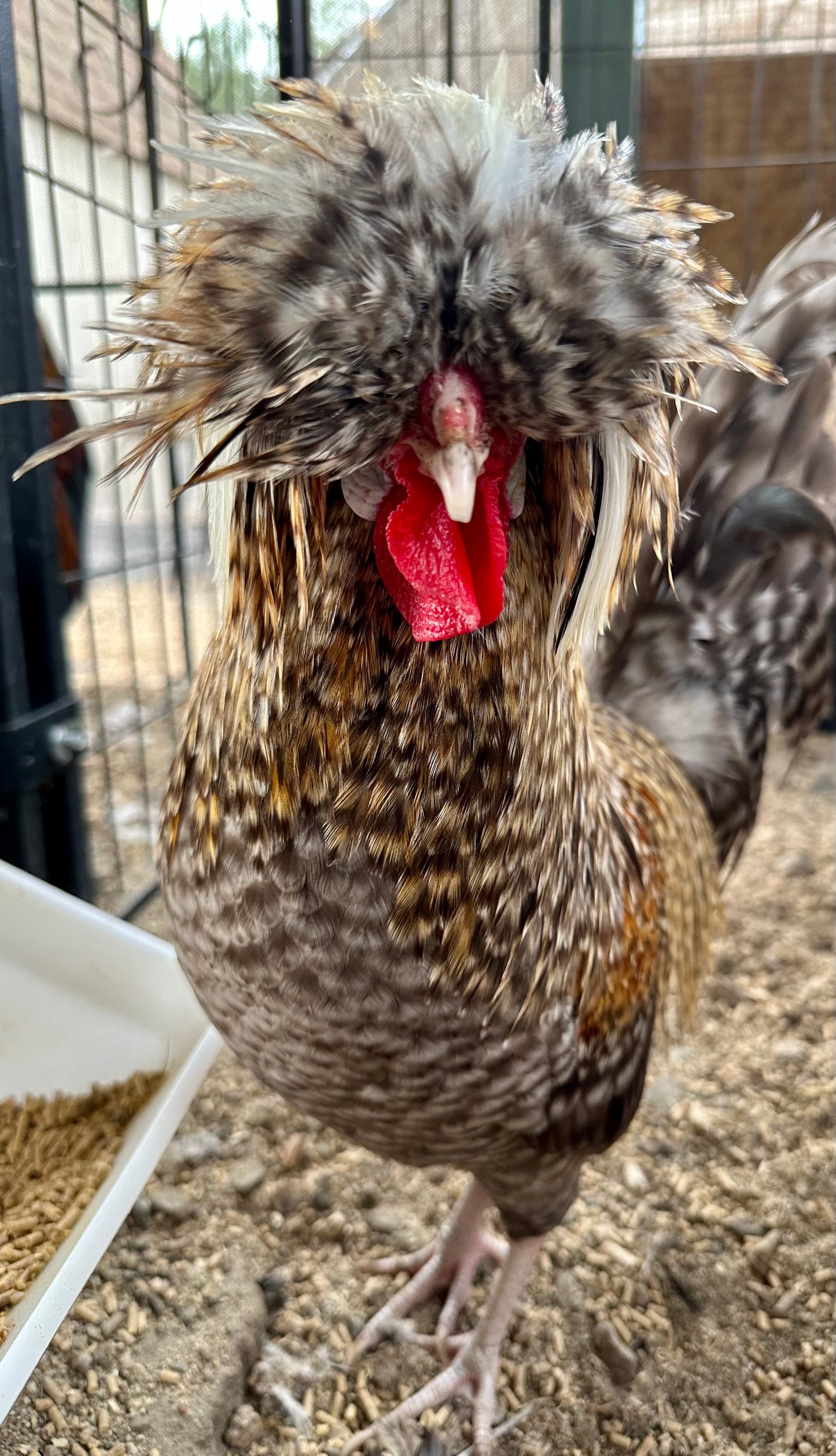 Cuckoo Polish and Mottled Polish Chicks - straight run (8 chicks)