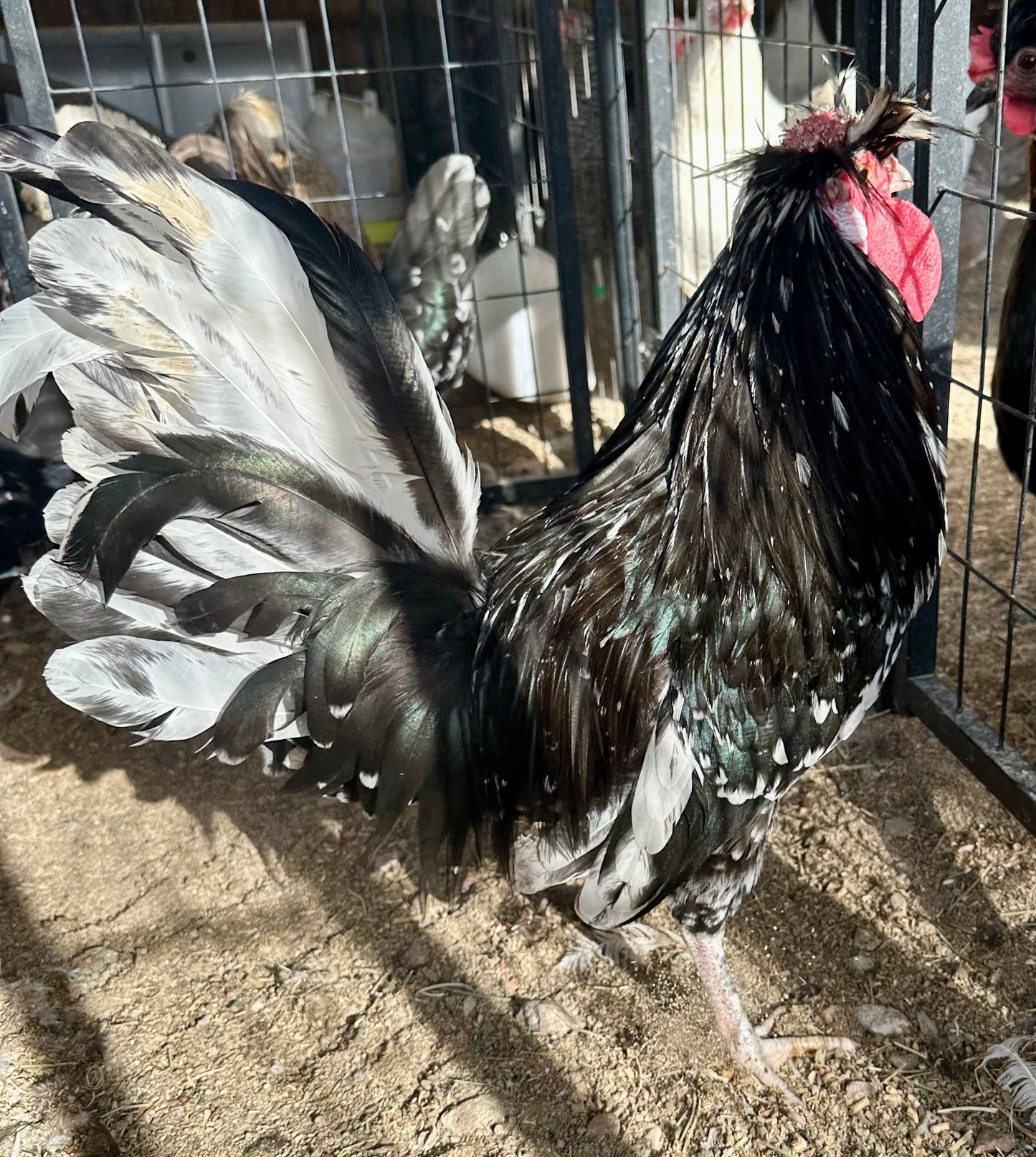Cuckoo Polish and Mottled Polish Chicks - straight run (8 chicks)