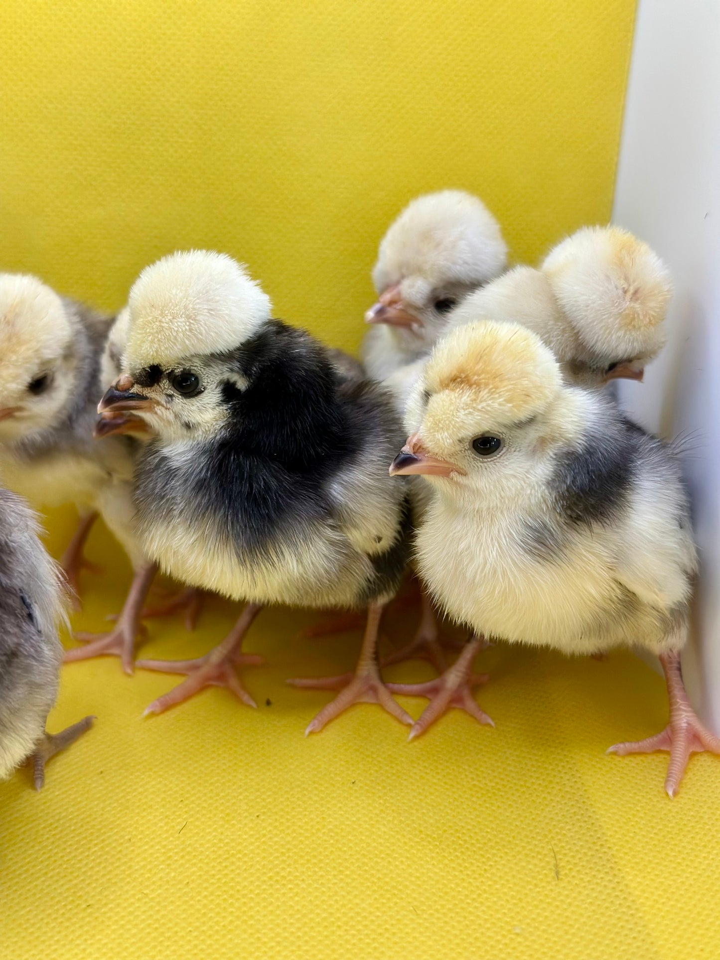Cuckoo Polish and Mottled Polish Chicks - straight run (8 chicks)