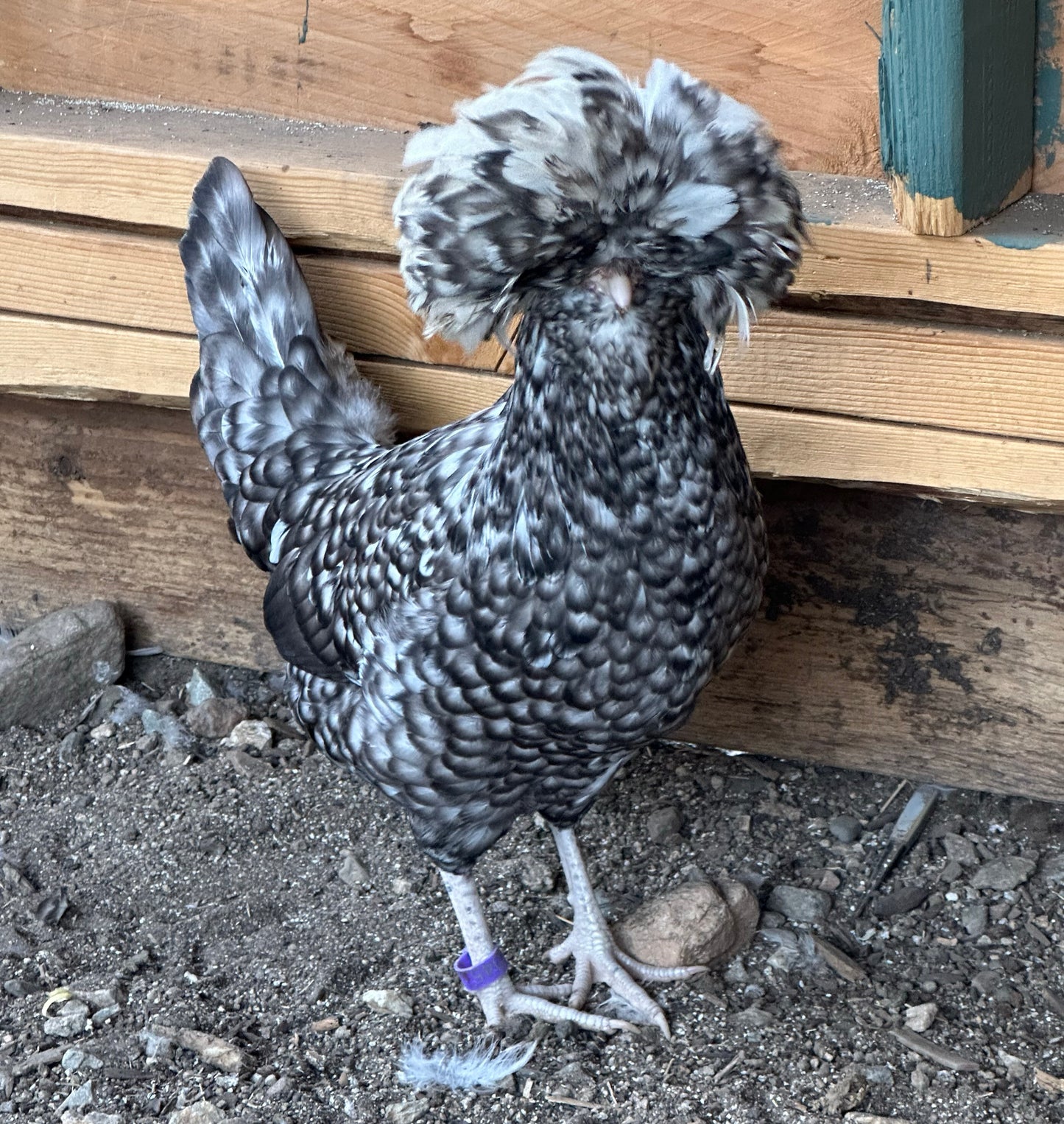 Cuckoo Polish and Mottled Polish Chicks - straight run (8 chicks)