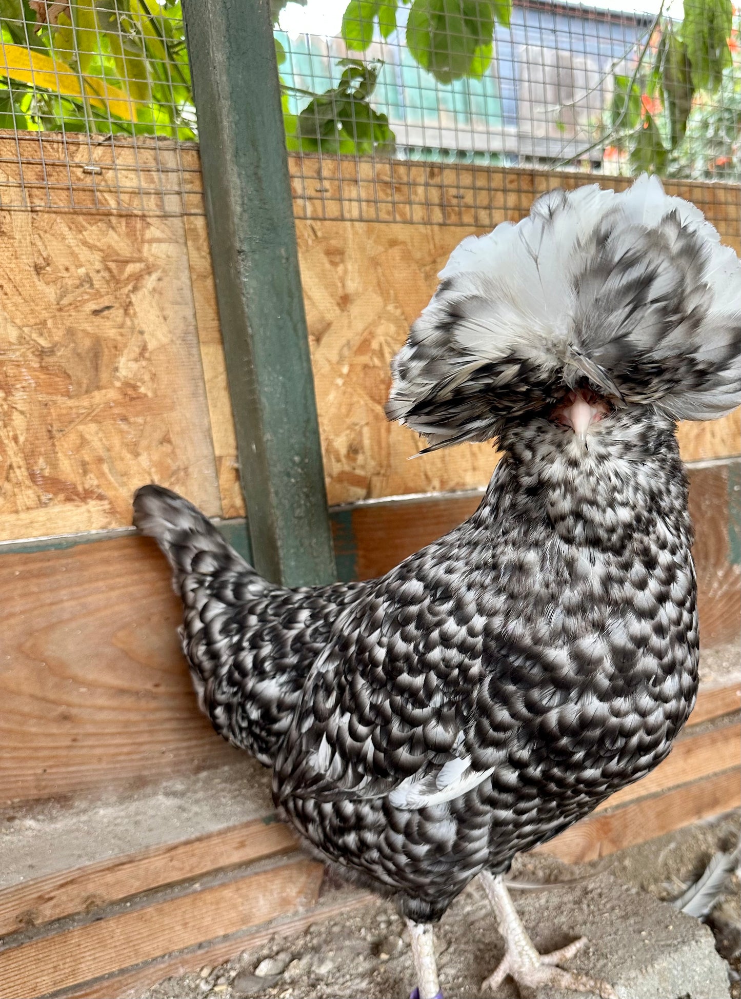 Cuckoo Polish and Mottled Polish Chicks - straight run (8 chicks)