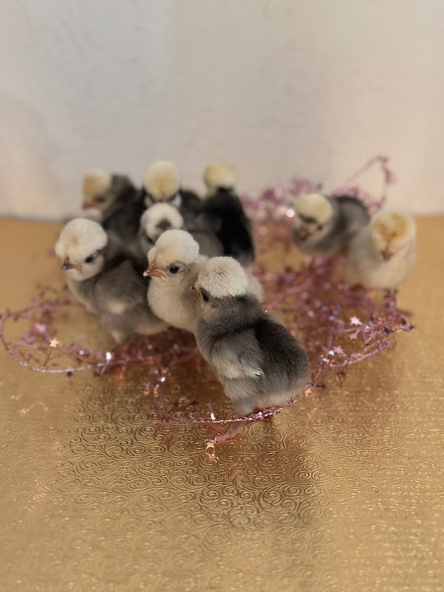 Cuckoo Polish and Mottled Polish Chicks - straight run (8 chicks)