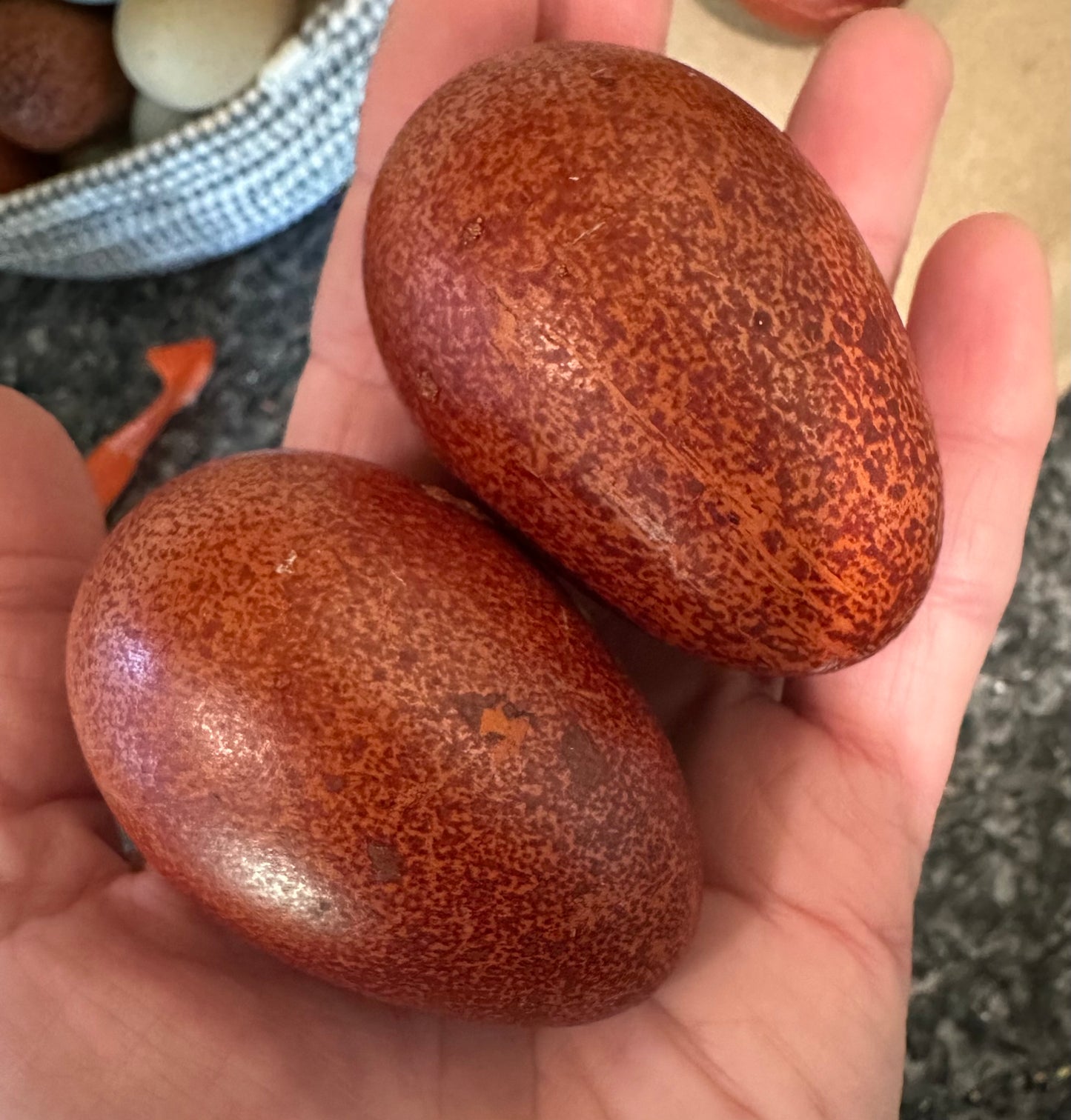 Black and Blue Copper Marans Hatching Eggs (Only 1 Dozen is permitted per Order!)