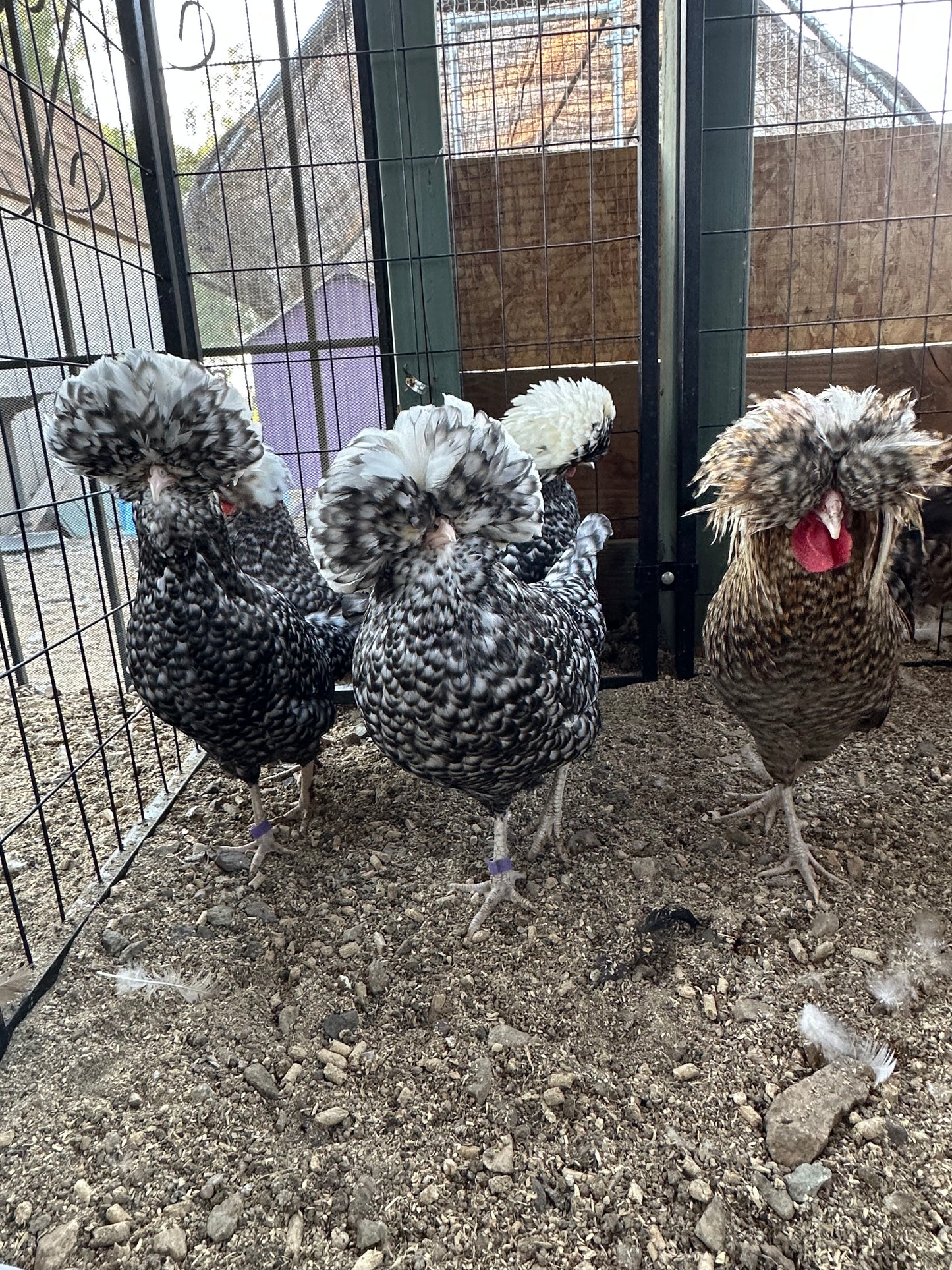 Cuckoo Polish and Mottled Polish Chicks - straight run (8 chicks)