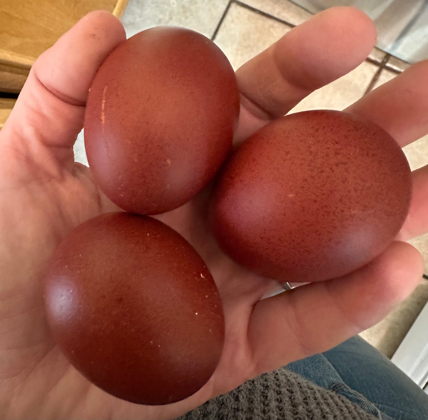 Black and Blue Copper Marans Hatching Eggs (Only 1 Dozen is permitted per Order!)