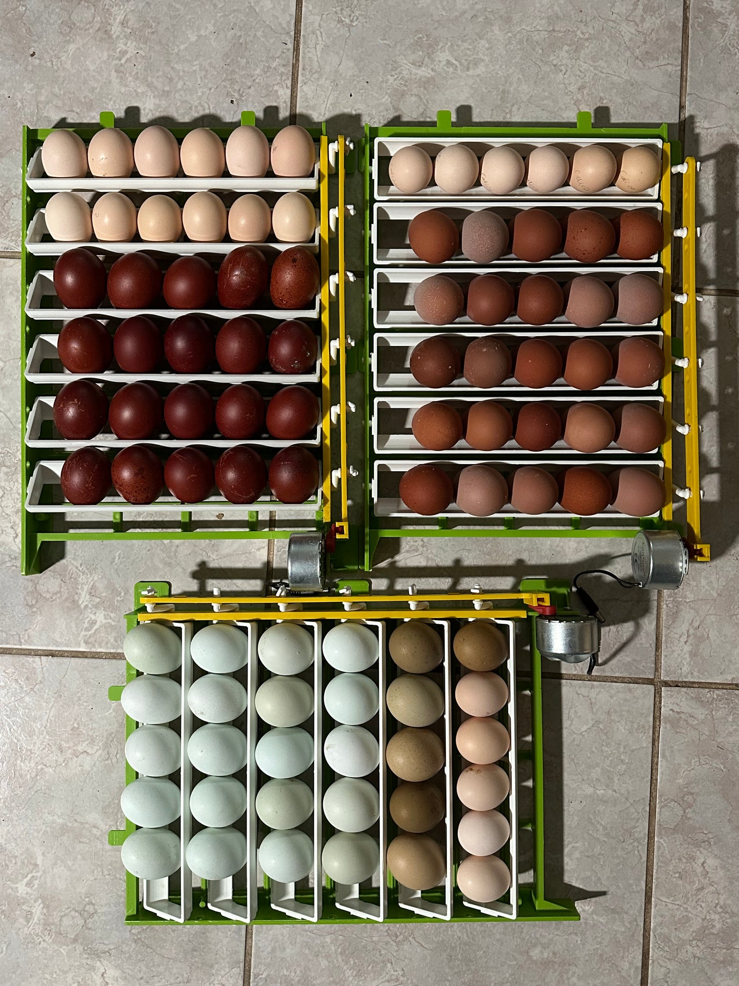 Black and Blue Copper Marans Hatching Eggs (Only 1 Dozen is permitted per Order!)