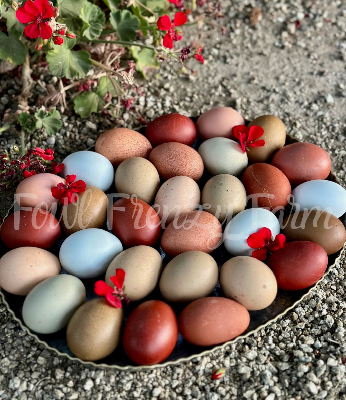 Moldy Medley Dozen: Hen's Choice Variety (Shipping Included)