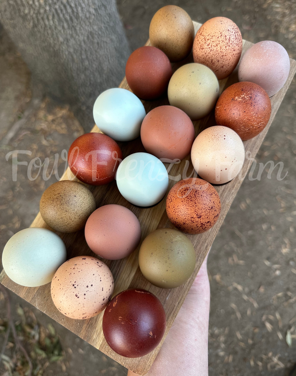 Moldy Medley Dozen: Hen's Choice Variety (Shipping Included)