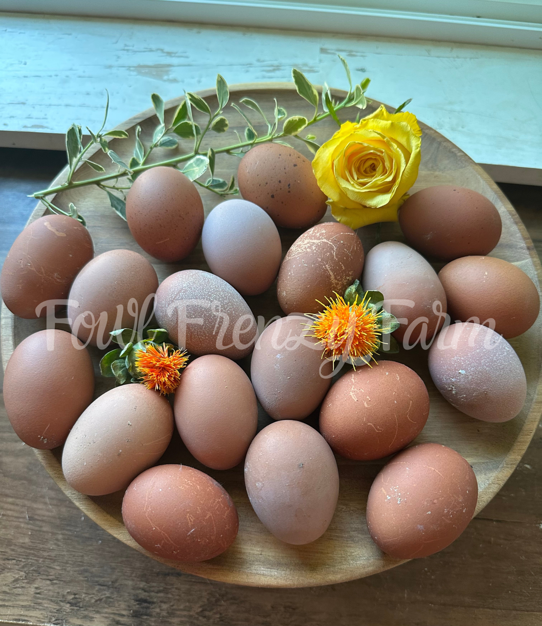 Crele Penedesenca Hatching Eggs (Shipping Included)