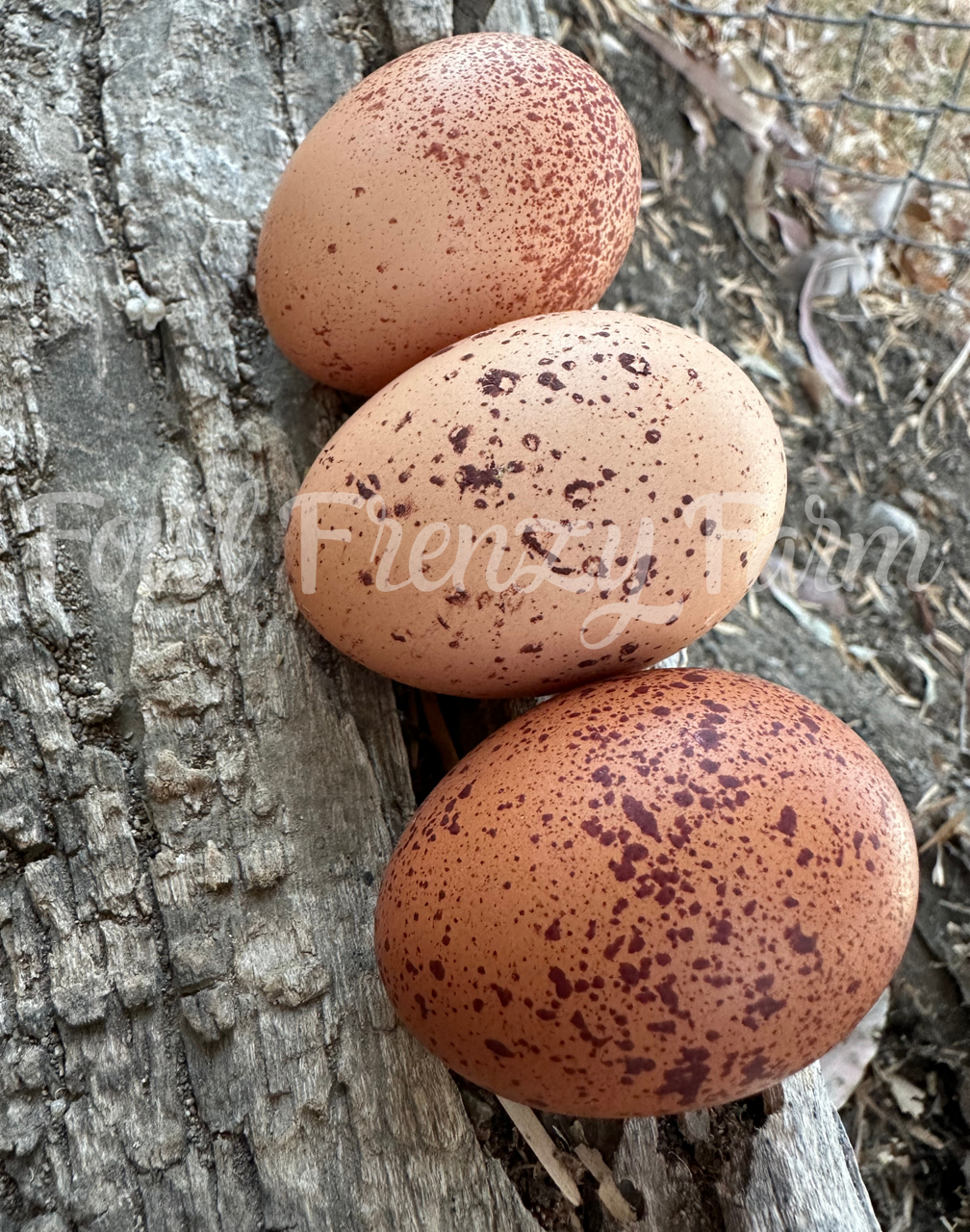 Speckled Moldy Egger Dozen (Shipping Included)