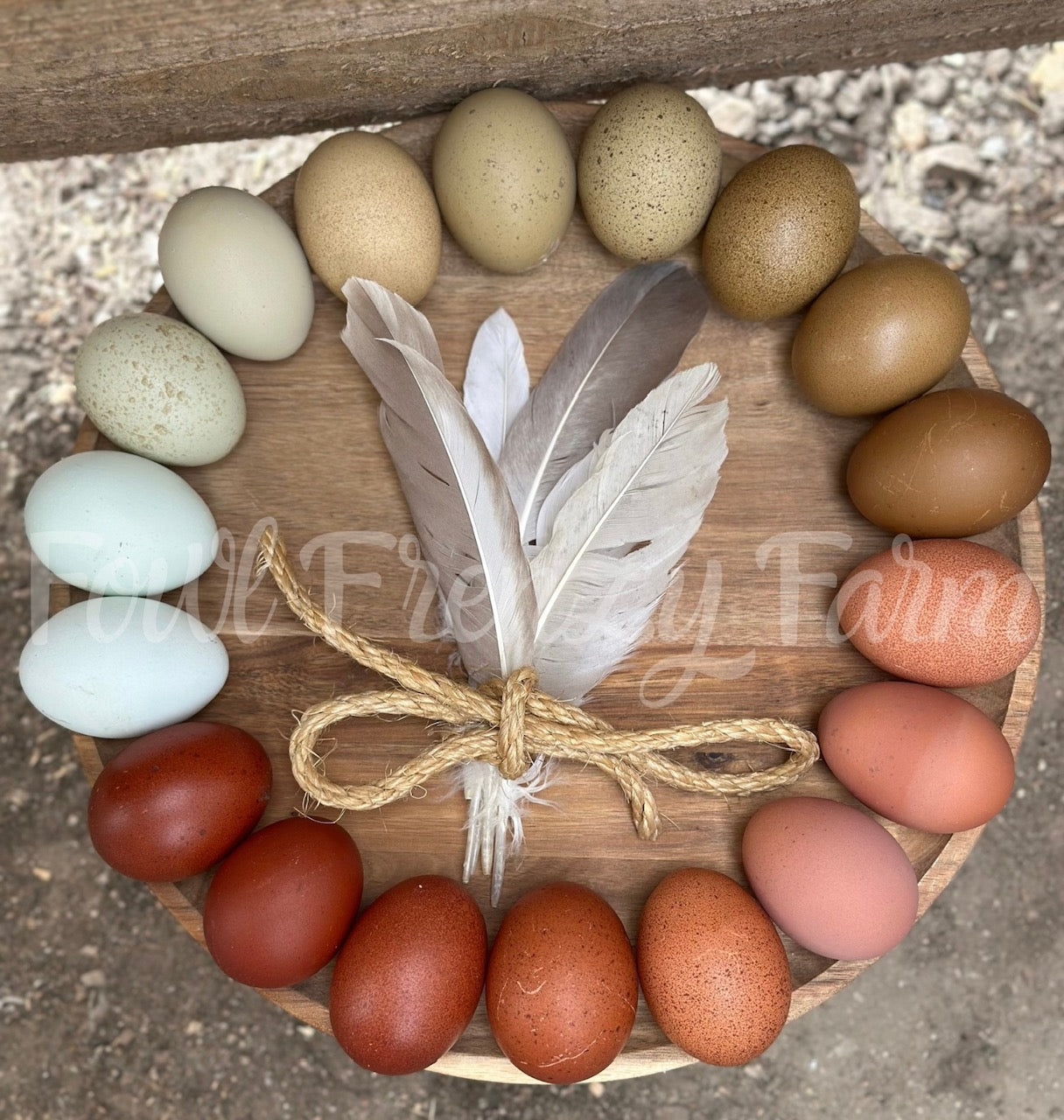 Moldy Medley Dozen: Hen's Choice Variety (Shipping Included)
