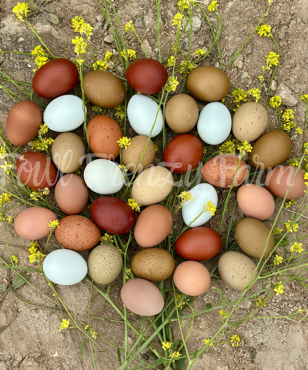 Moldy Medley Dozen: Hen's Choice Variety (Shipping Included)