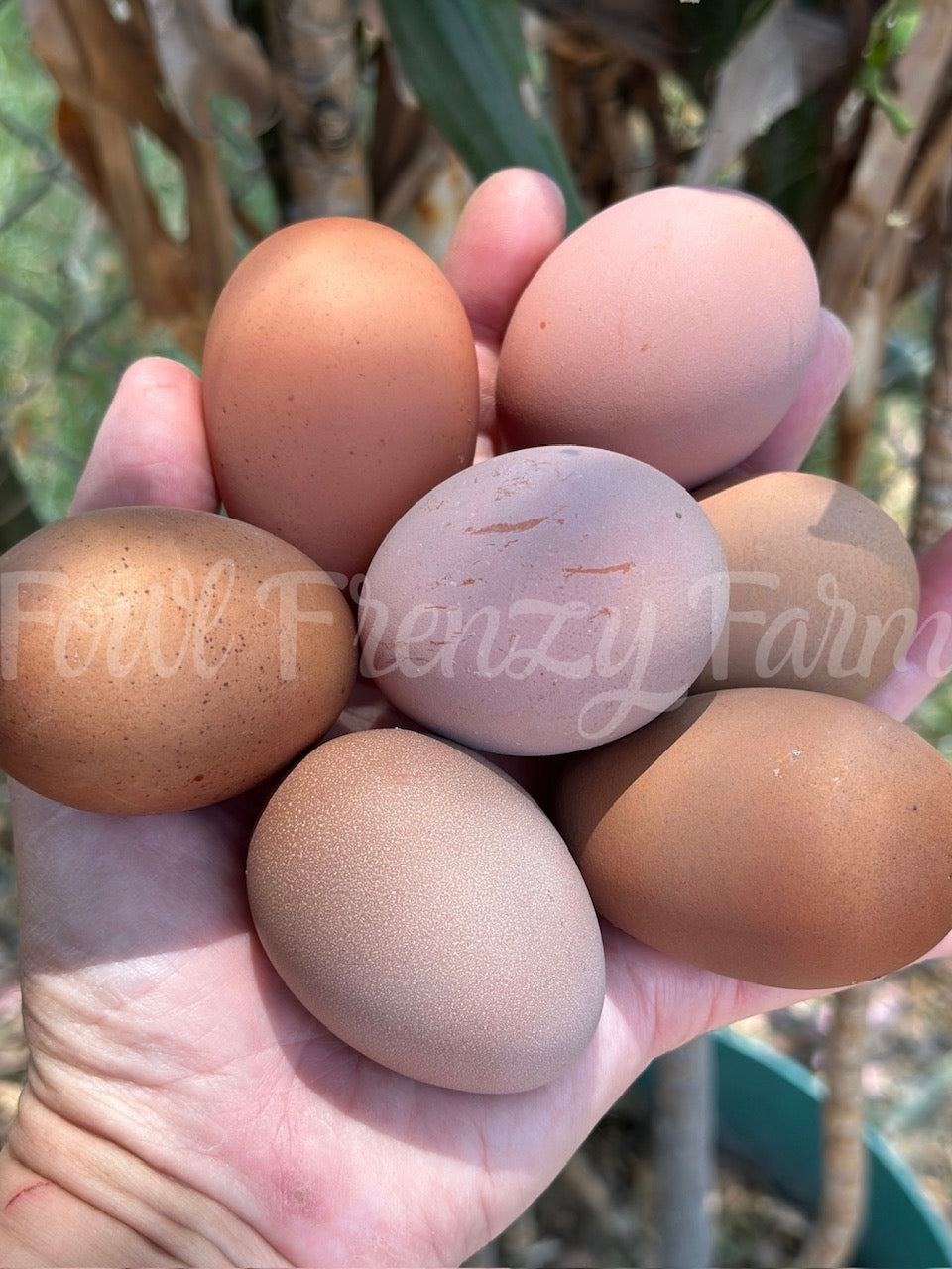 Crele Penedesenca Hatching Eggs (Shipping Included)