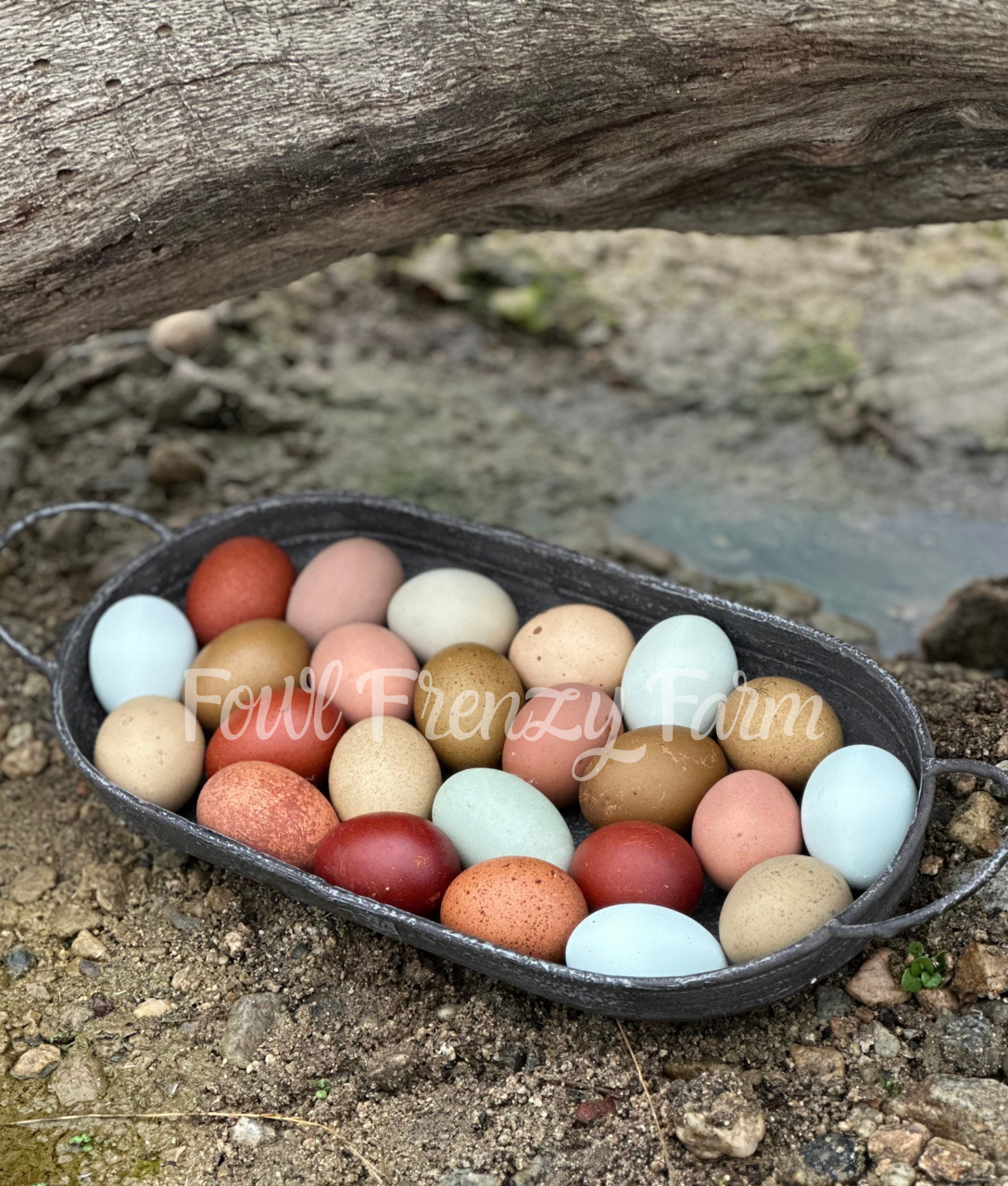 Moldy Medley Dozen: Hen's Choice Variety (Shipping Included)