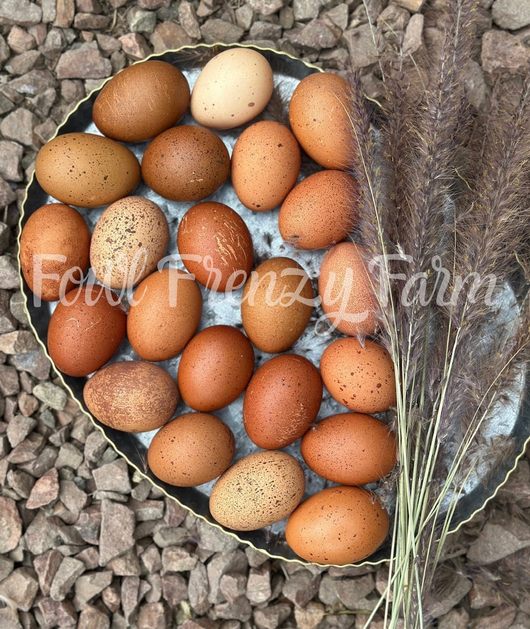 Speckled Moldy Egger Dozen (Shipping Included)