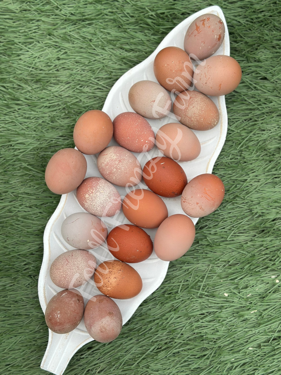 Crele Penedesenca Hatching Eggs (Shipping Included)
