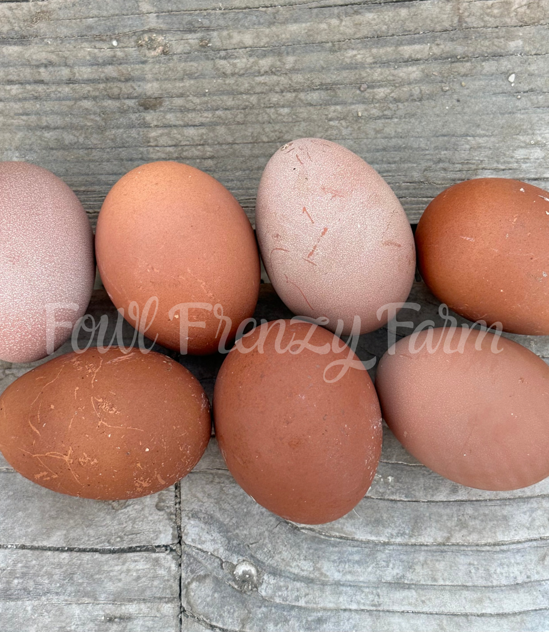 Crele Penedesenca Hatching Eggs (Shipping Included)