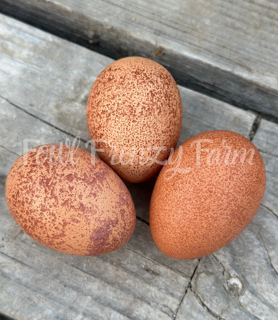 Speckled Moldy Egger Dozen (Shipping Included)