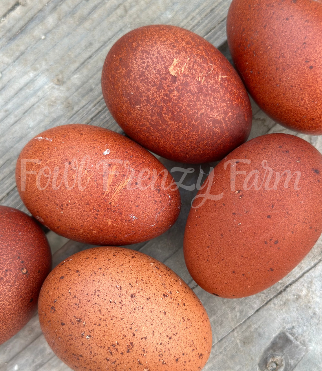 Speckled Moldy Egger Dozen (Shipping Included)