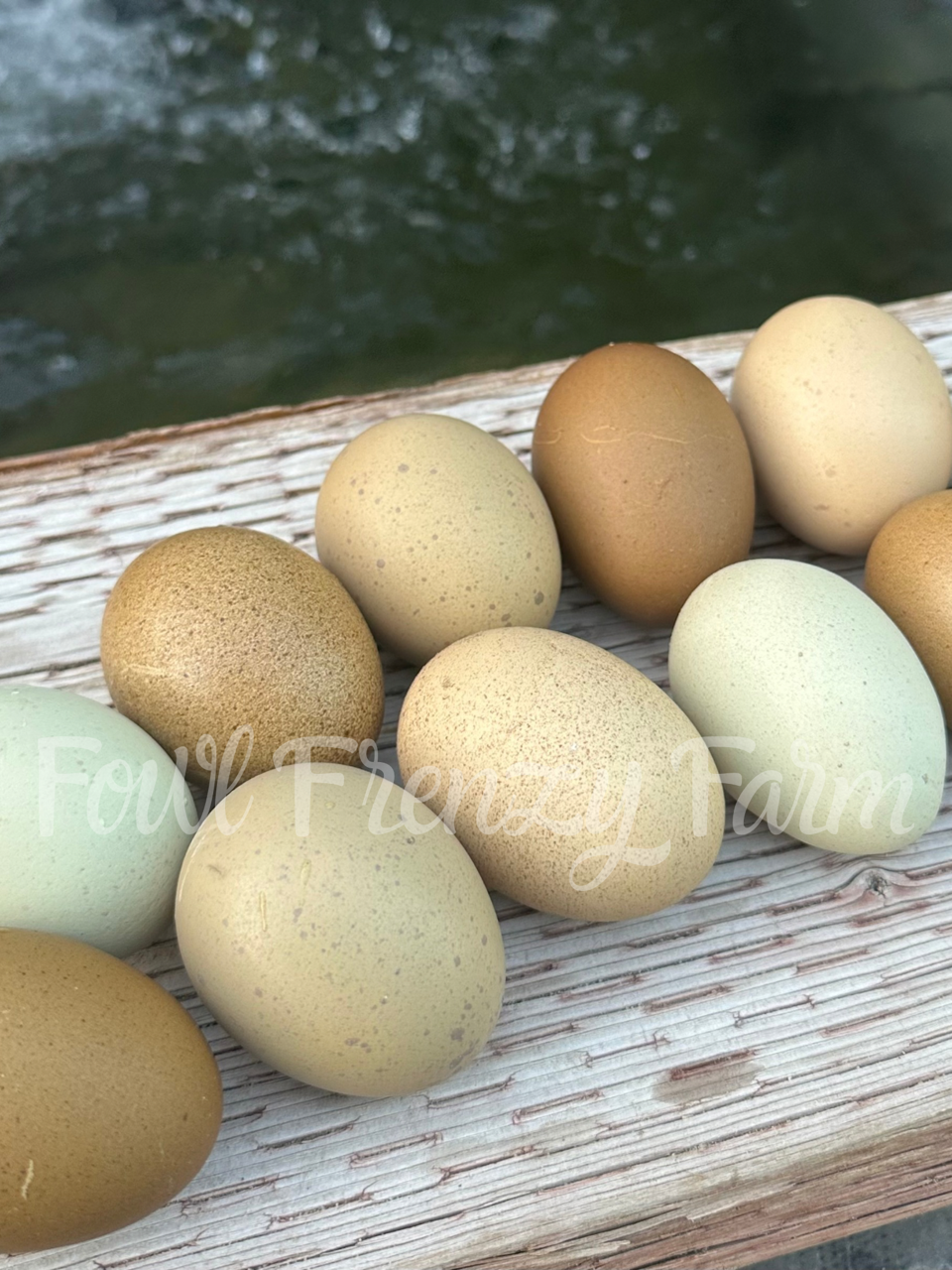 Multigenerational Moldy Eggers (Shipping Included)