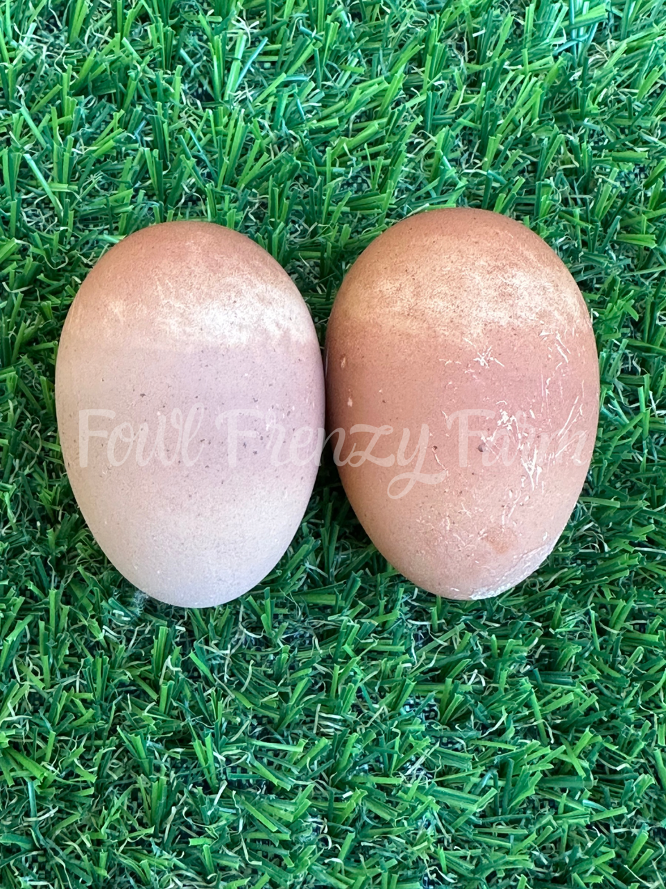 Crele Penedesenca Hatching Eggs (Shipping Included)
