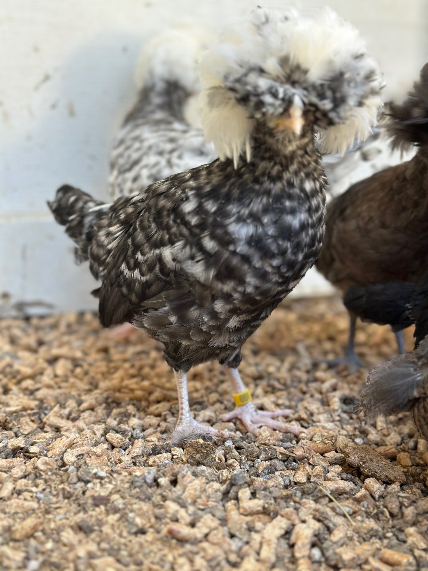 Cuckoo Polish Hatching Eggs - Large Fowl (Shipping Included)