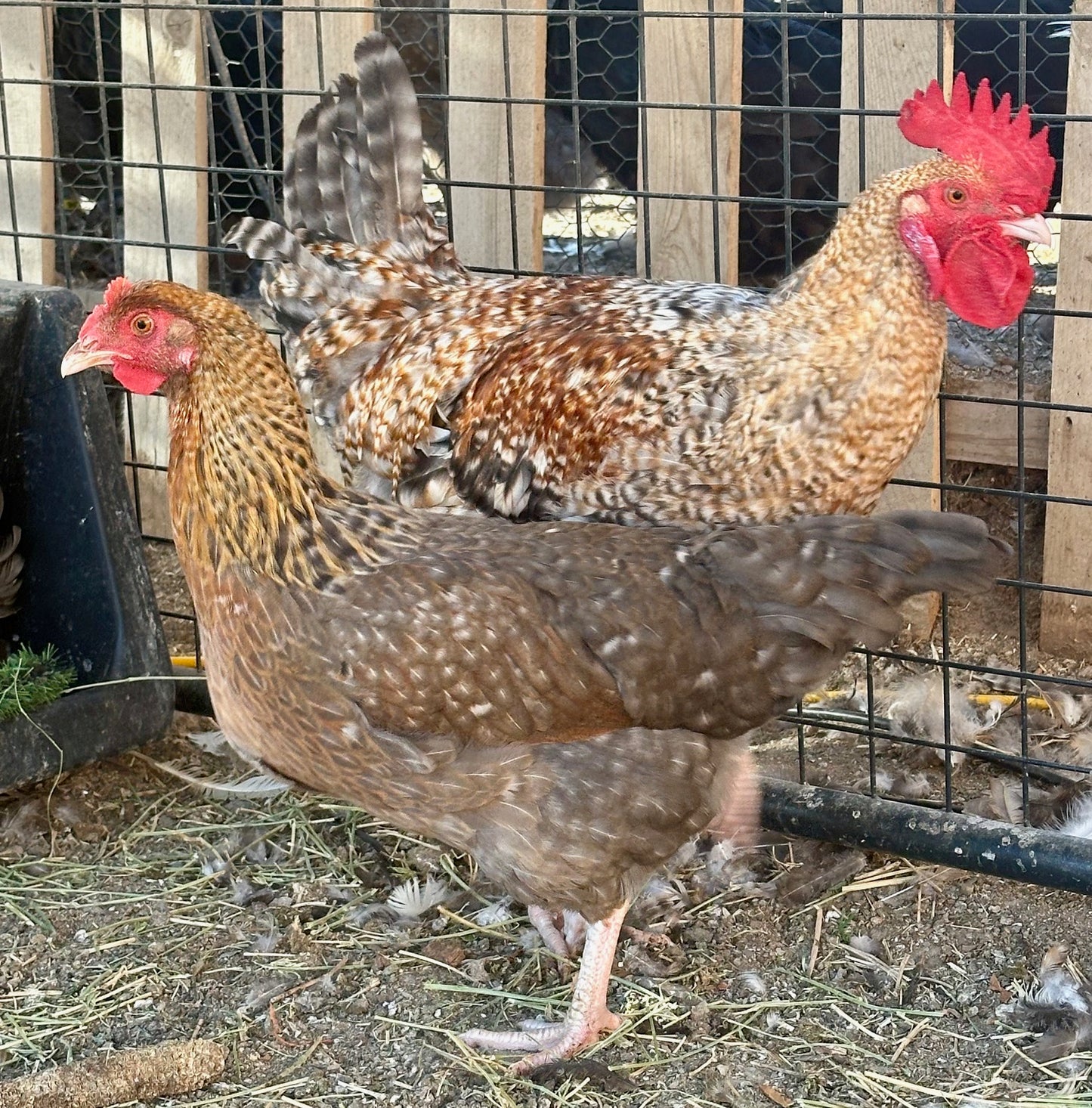 Crele Penedesenca Hatching Eggs (Shipping Included)