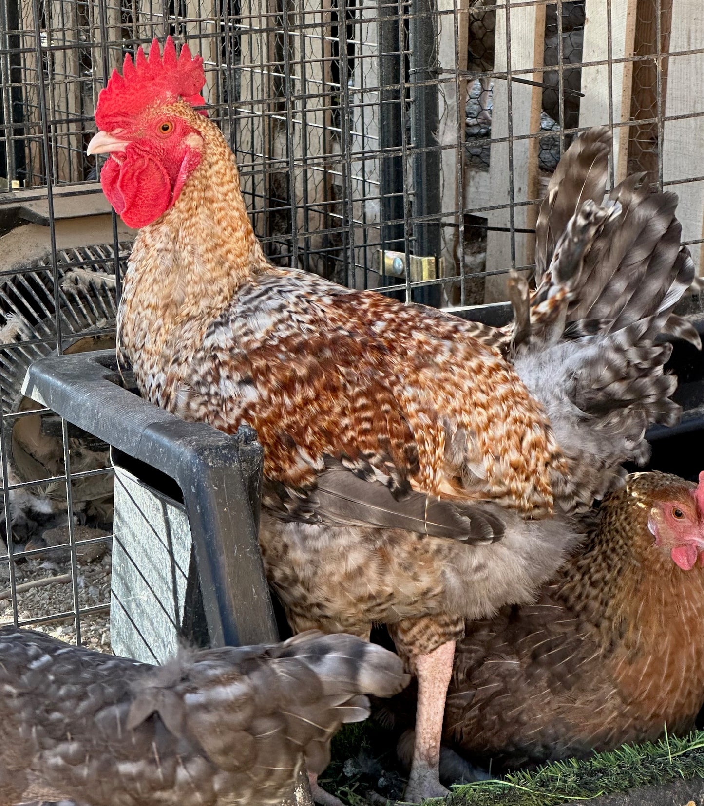 Crele Penedesenca Hatching Eggs (Shipping Included)
