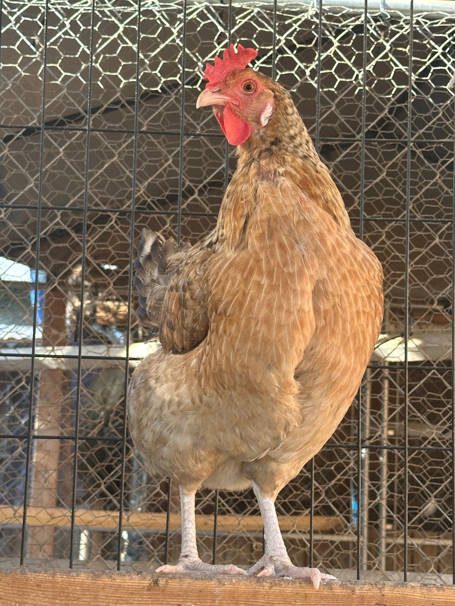 Crele Penedesenca Hatching Eggs (Shipping Included)