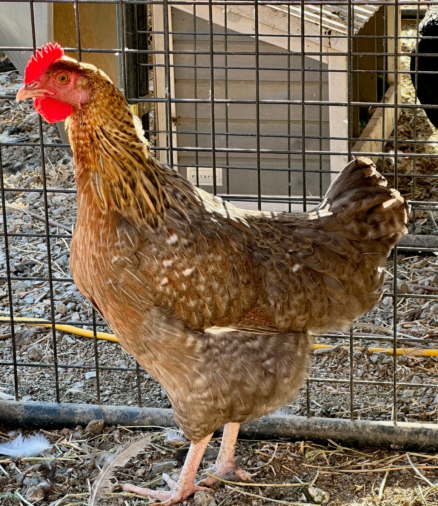 Crele Penedesenca Hatching Eggs (Shipping Included)
