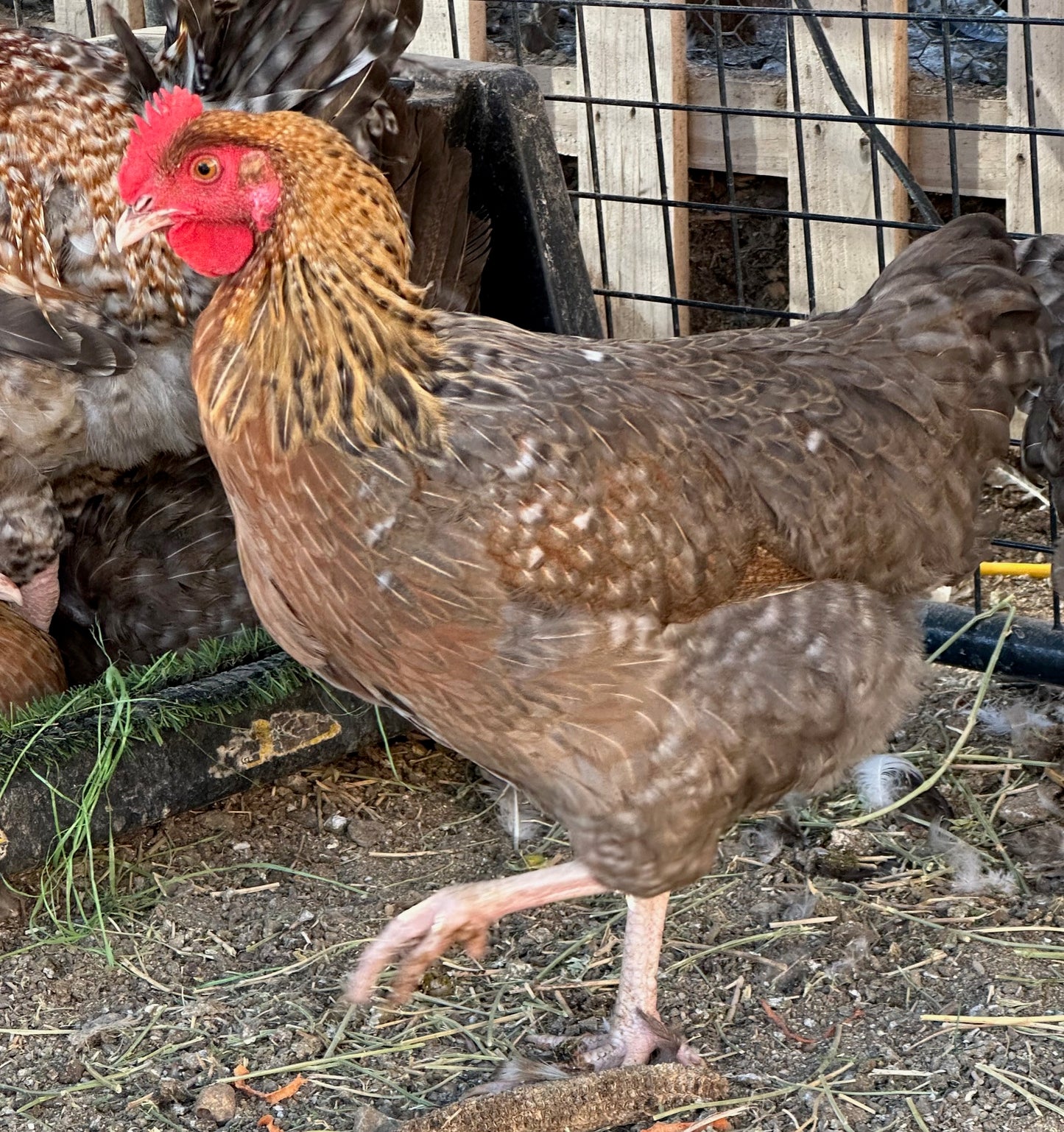 Crele Penedesenca Hatching Eggs (Shipping Included)