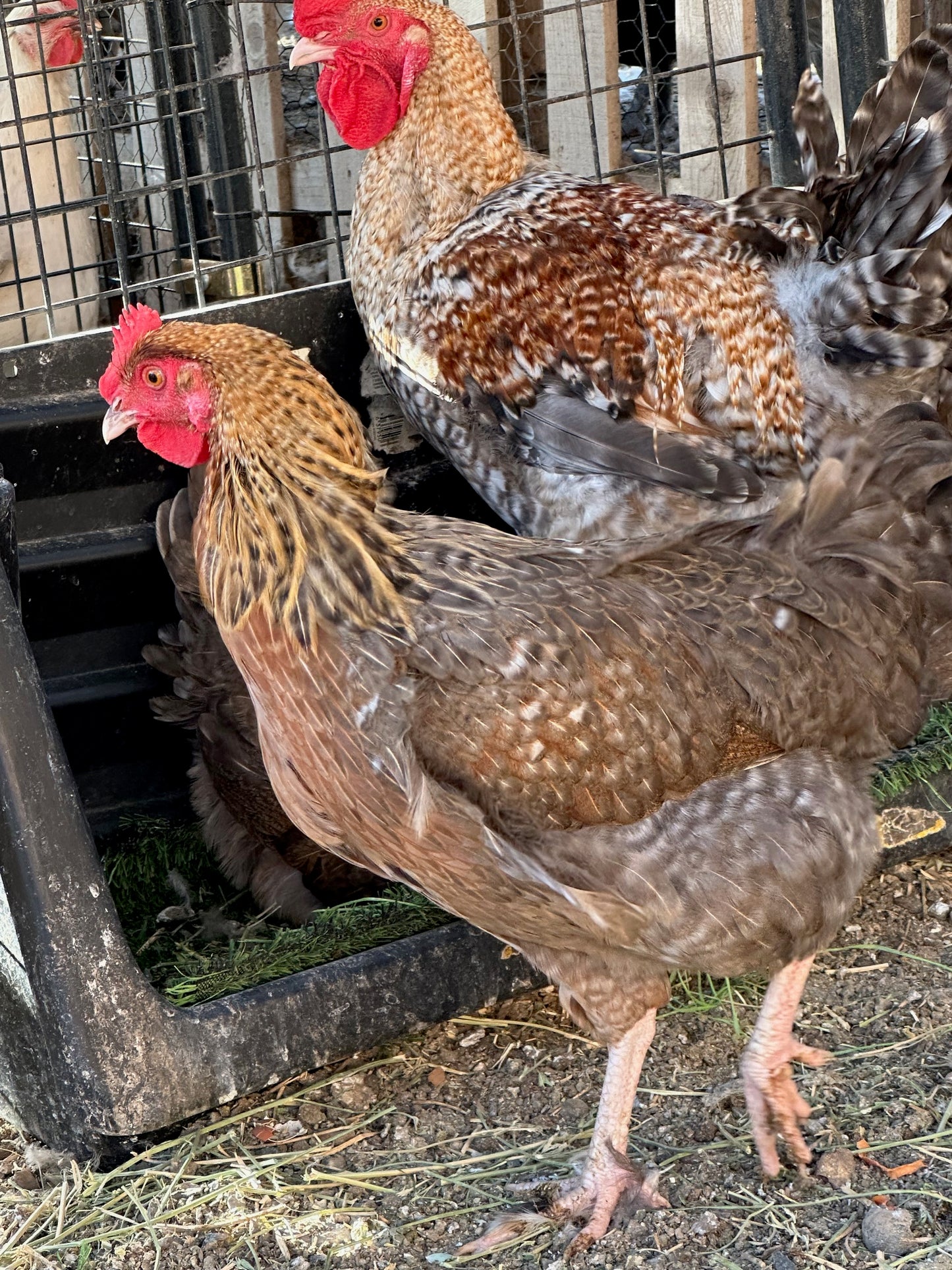 Crele Penedesenca Hatching Eggs (Shipping Included)