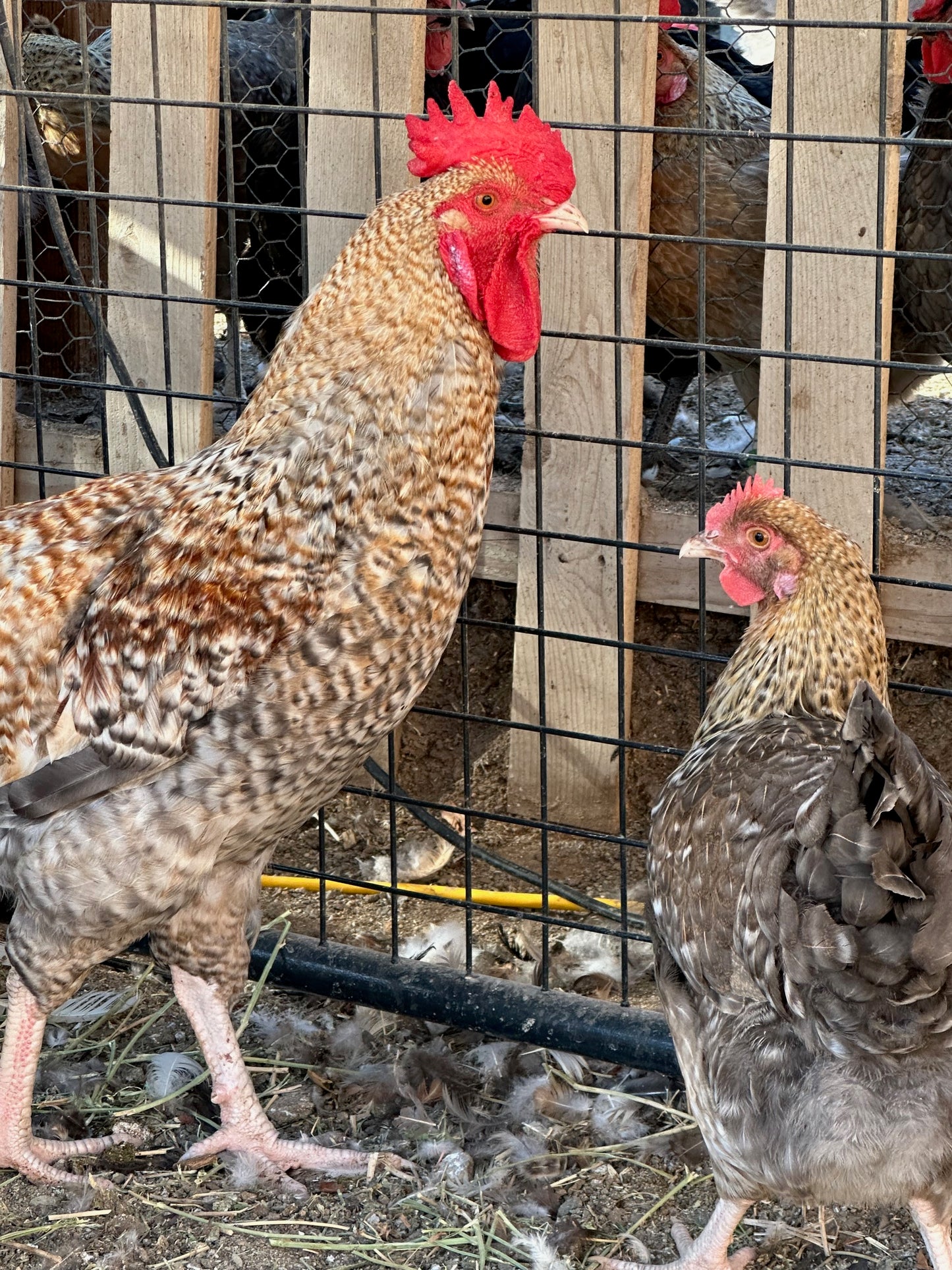 Crele Penedesenca Hatching Eggs (Shipping Included)