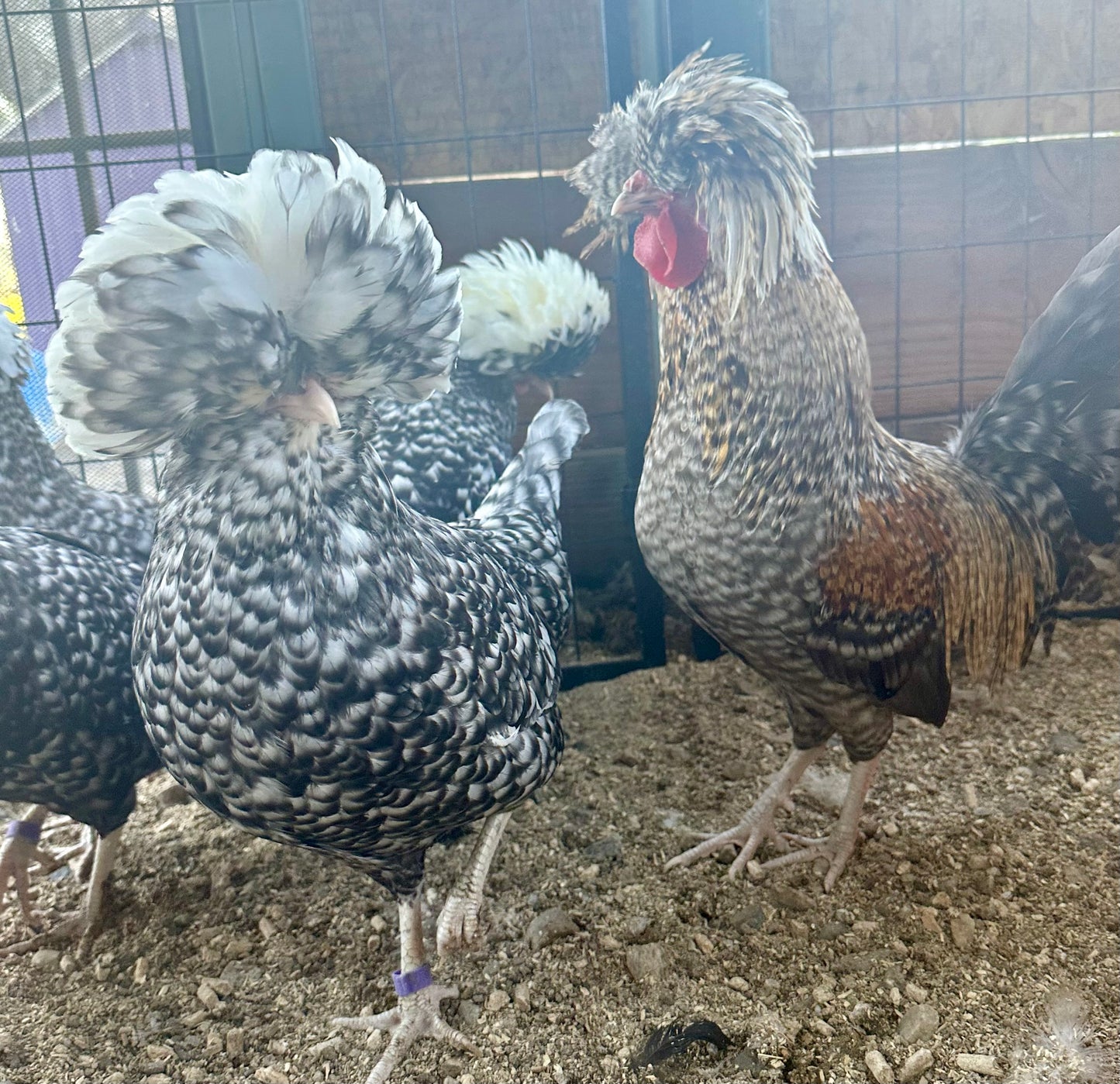 Cuckoo Polish and Mottled Polish Chicks - straight run (8 chicks)