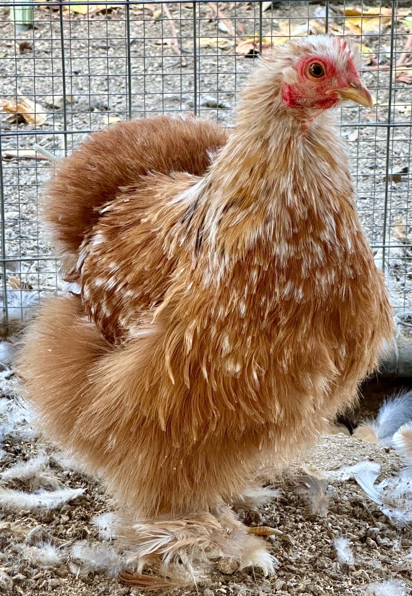 Bantam Calico Cochin Hatching Eggs (Shipping Included)