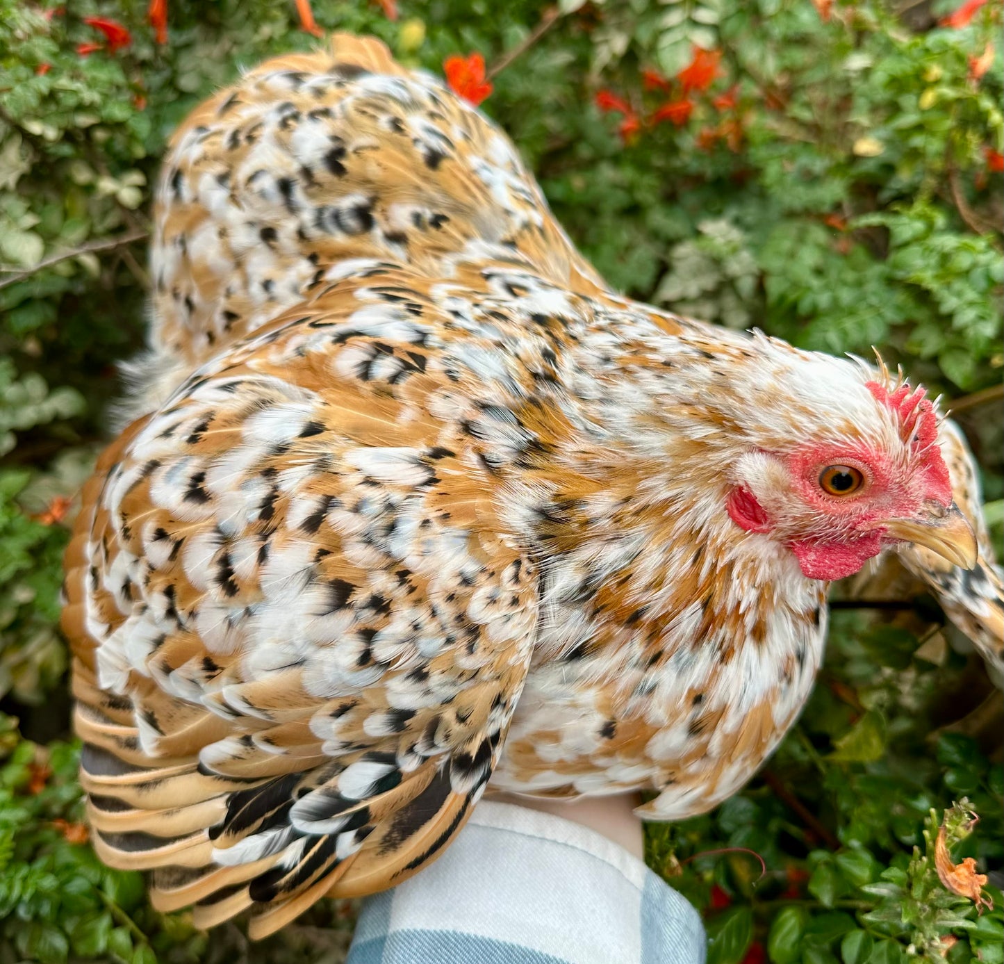 Bantam Calico Cochin Hatching Eggs (Shipping Included)
