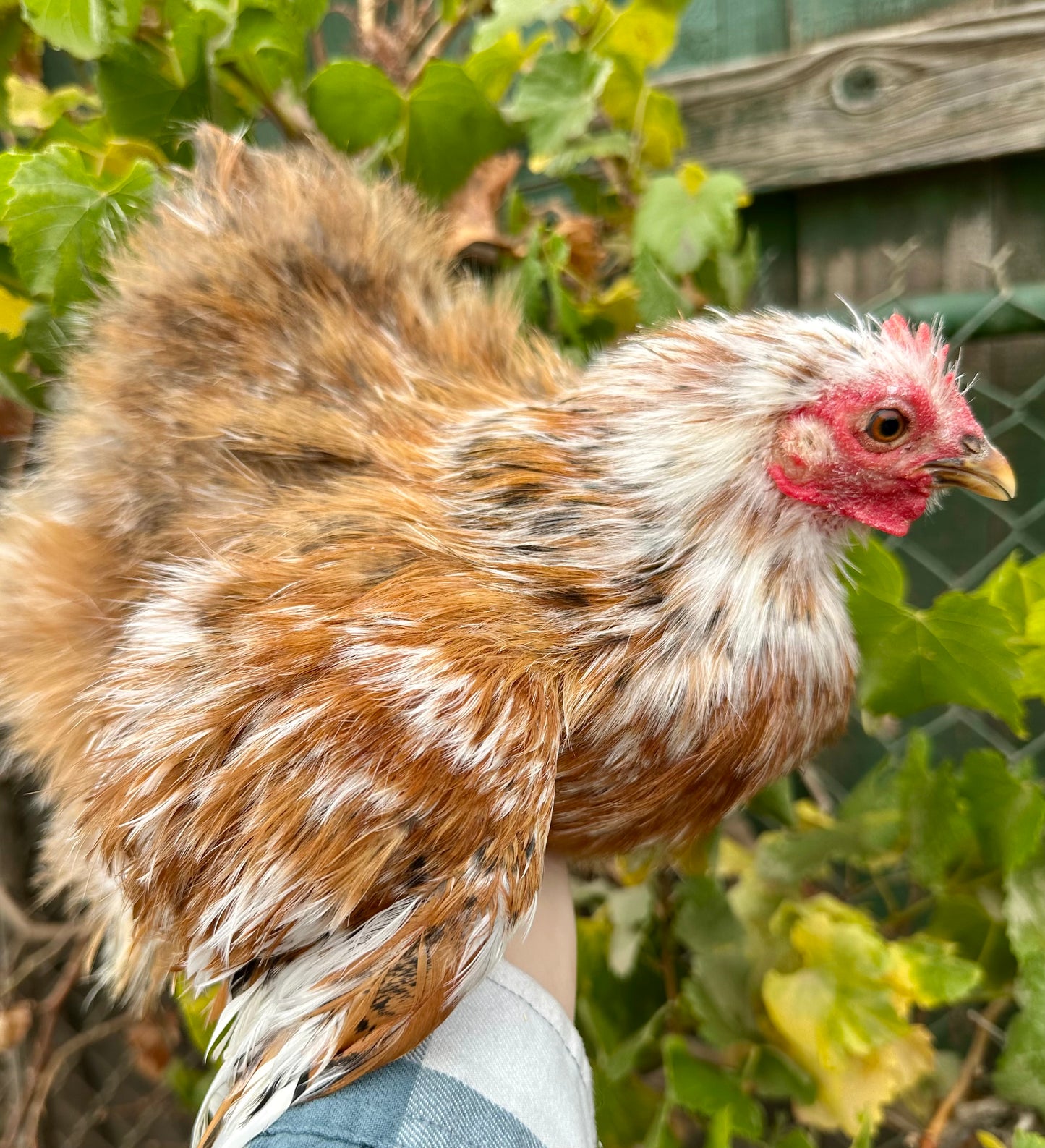 Bantam Calico Cochin Hatching Eggs (Shipping Included)