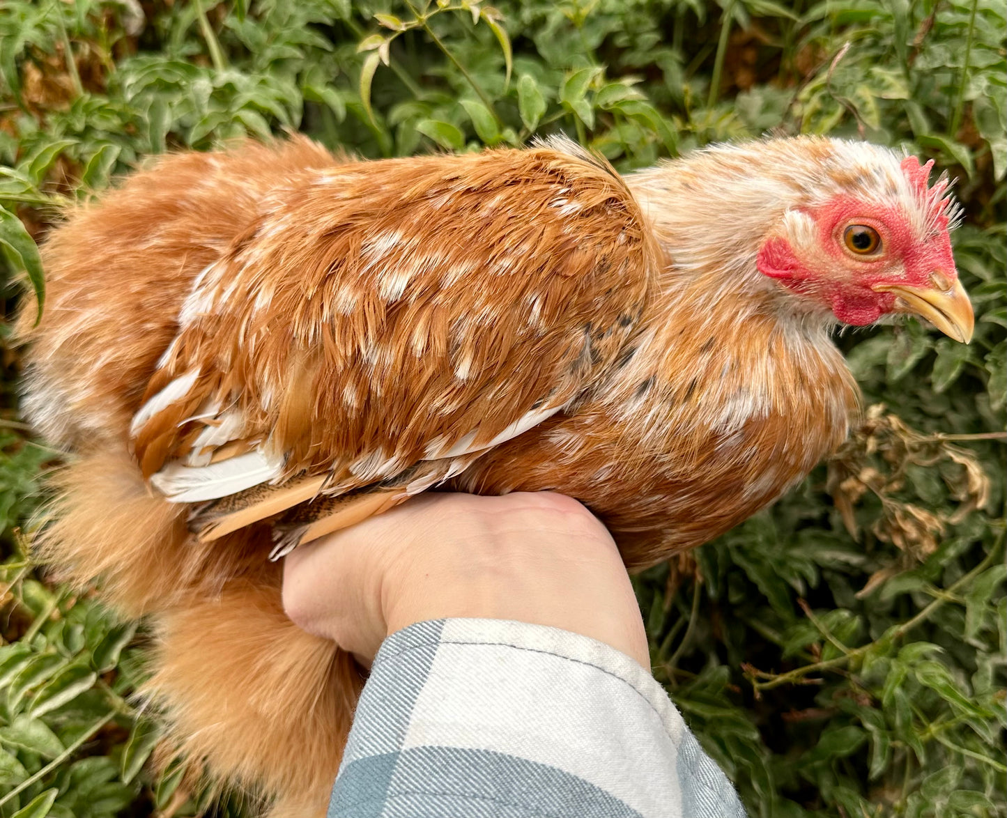 Bantam Calico Cochin Hatching Eggs (Shipping Included)