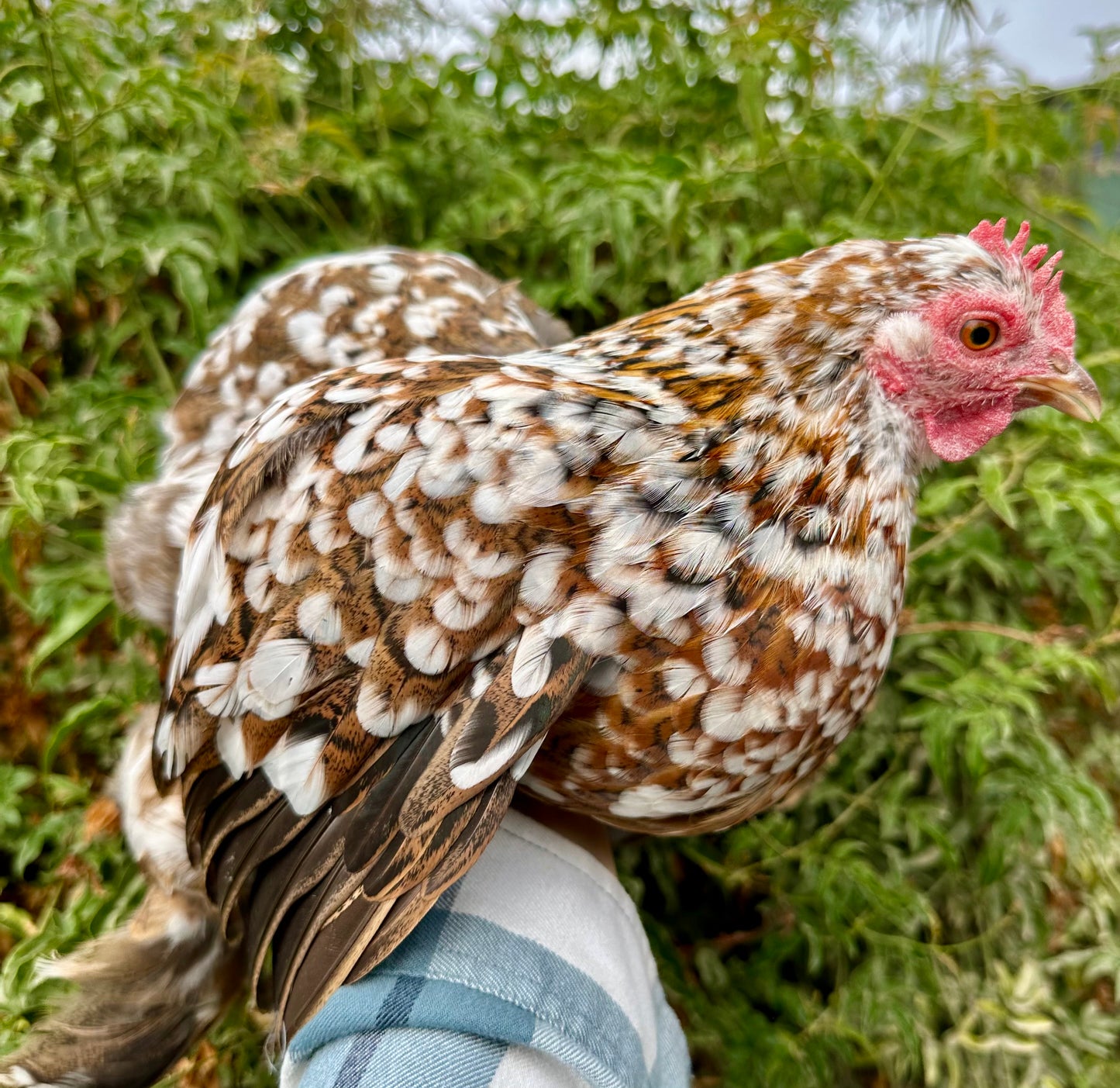 Bantam Calico Cochin Hatching Eggs (Shipping Included)